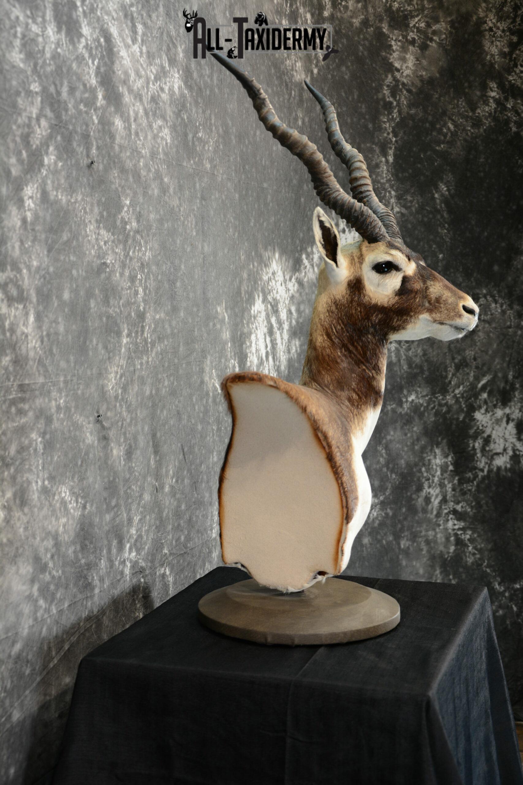 Blackbuck Taxidermy pedestal for sale SKU 1052 - Image 5
