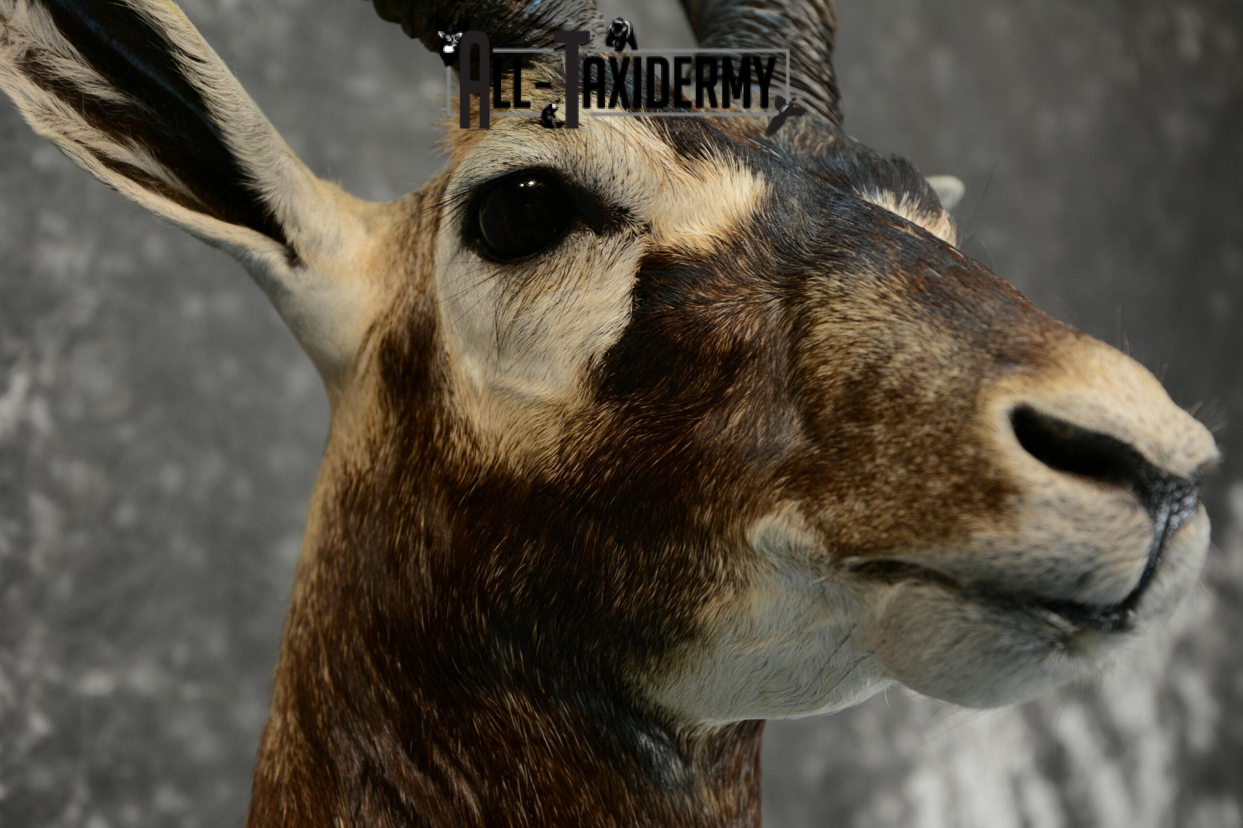 Blackbuck Taxidermy pedestal for sale SKU 1052 - Image 6