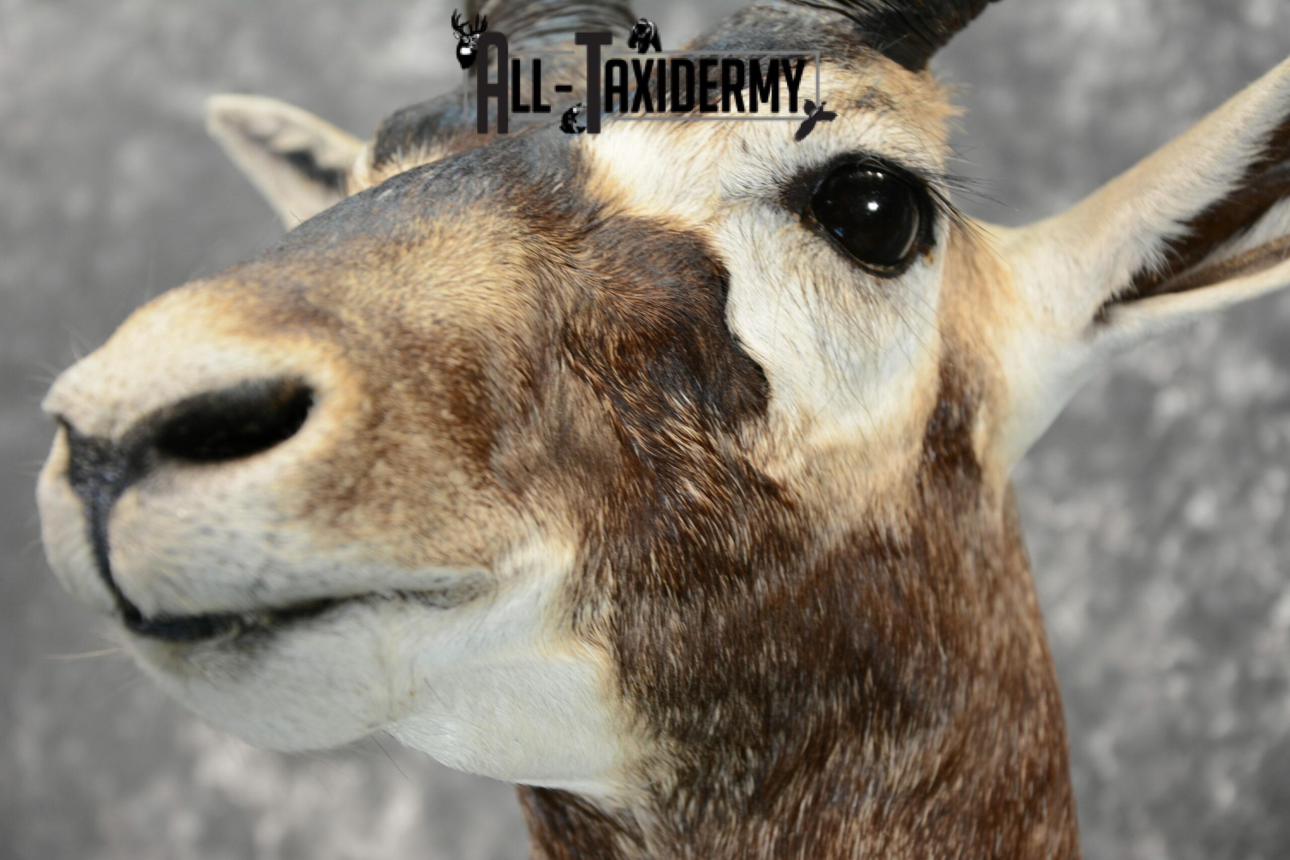 Blackbuck Taxidermy pedestal for sale SKU 1052 - Image 7