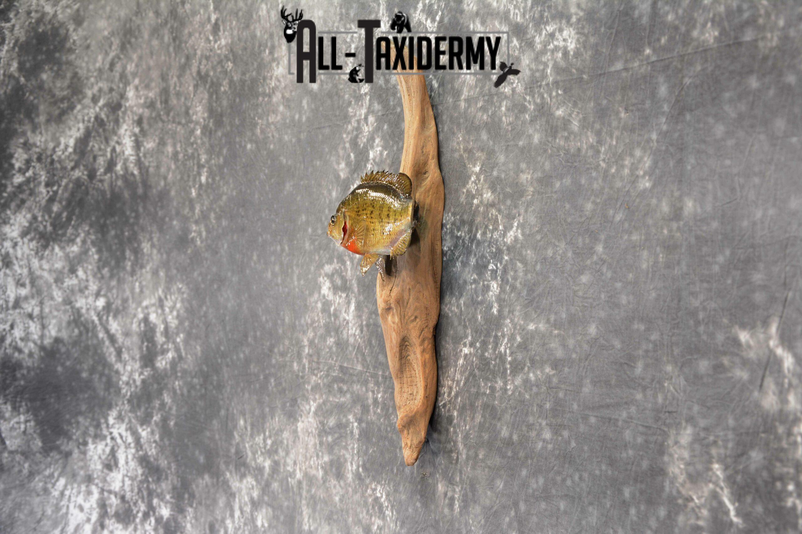 Bluegill skin taxidermy mount for Sale SKU 1047 - Image 3