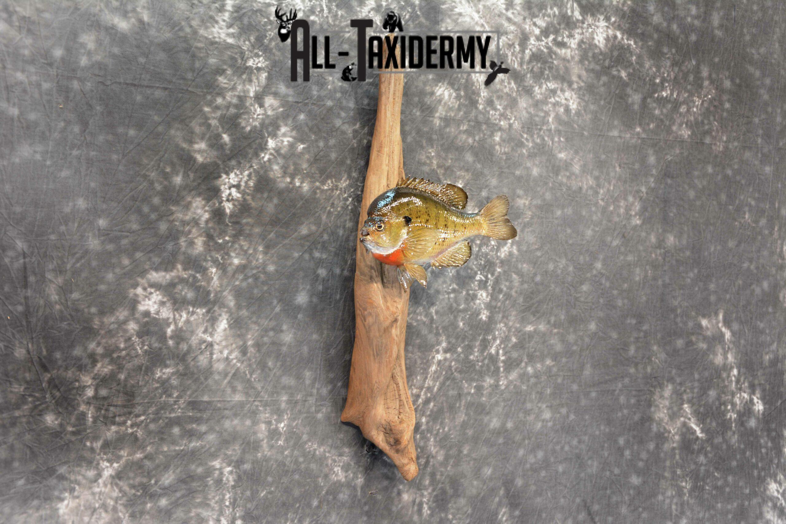 Bluegill skin taxidermy mount for Sale SKU 1047 - Image 4