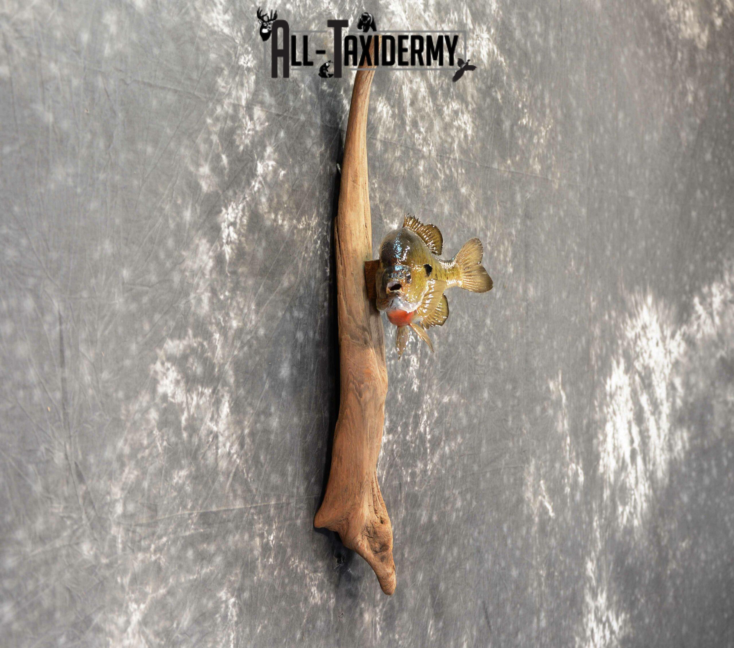 Bluegill skin taxidermy mount for Sale SKU 1047 - Image 5