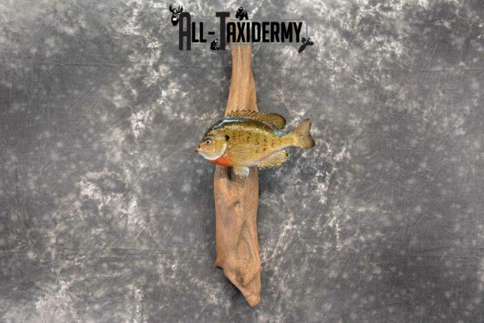 bluegill taxidermy