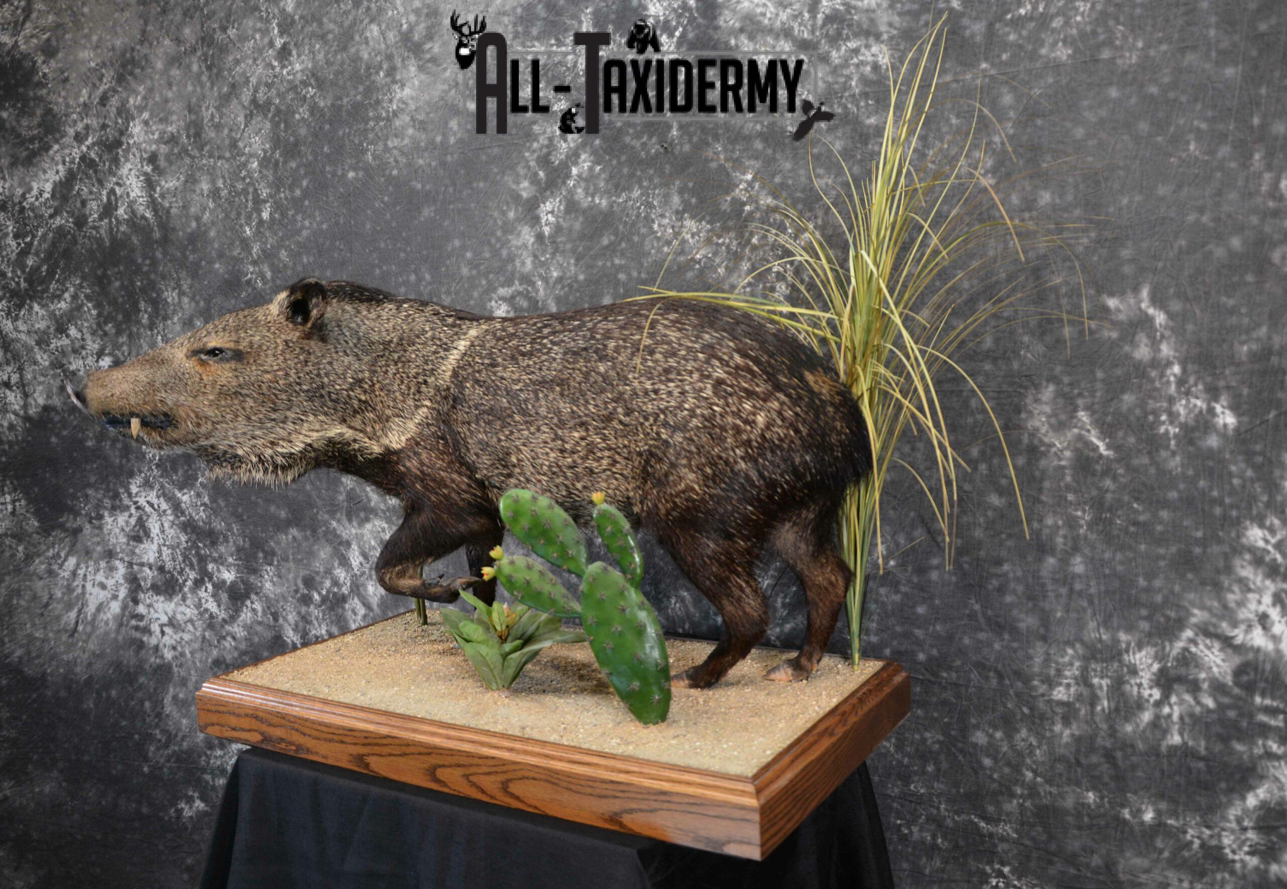 Collared Peccory Taxidermy for Sale SKU 1143 - Image 3