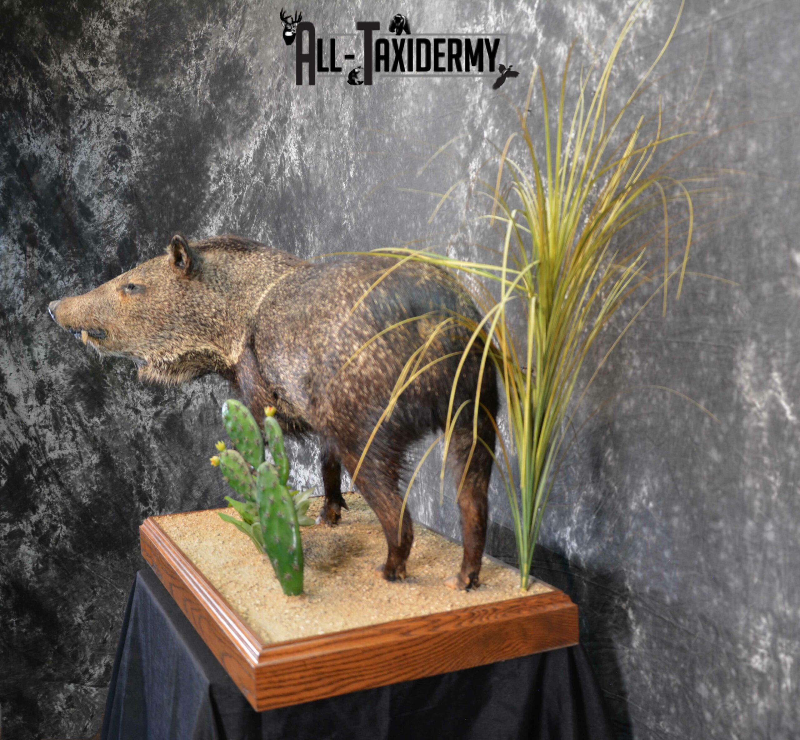 Collared Peccory Taxidermy for Sale SKU 1143 - Image 4