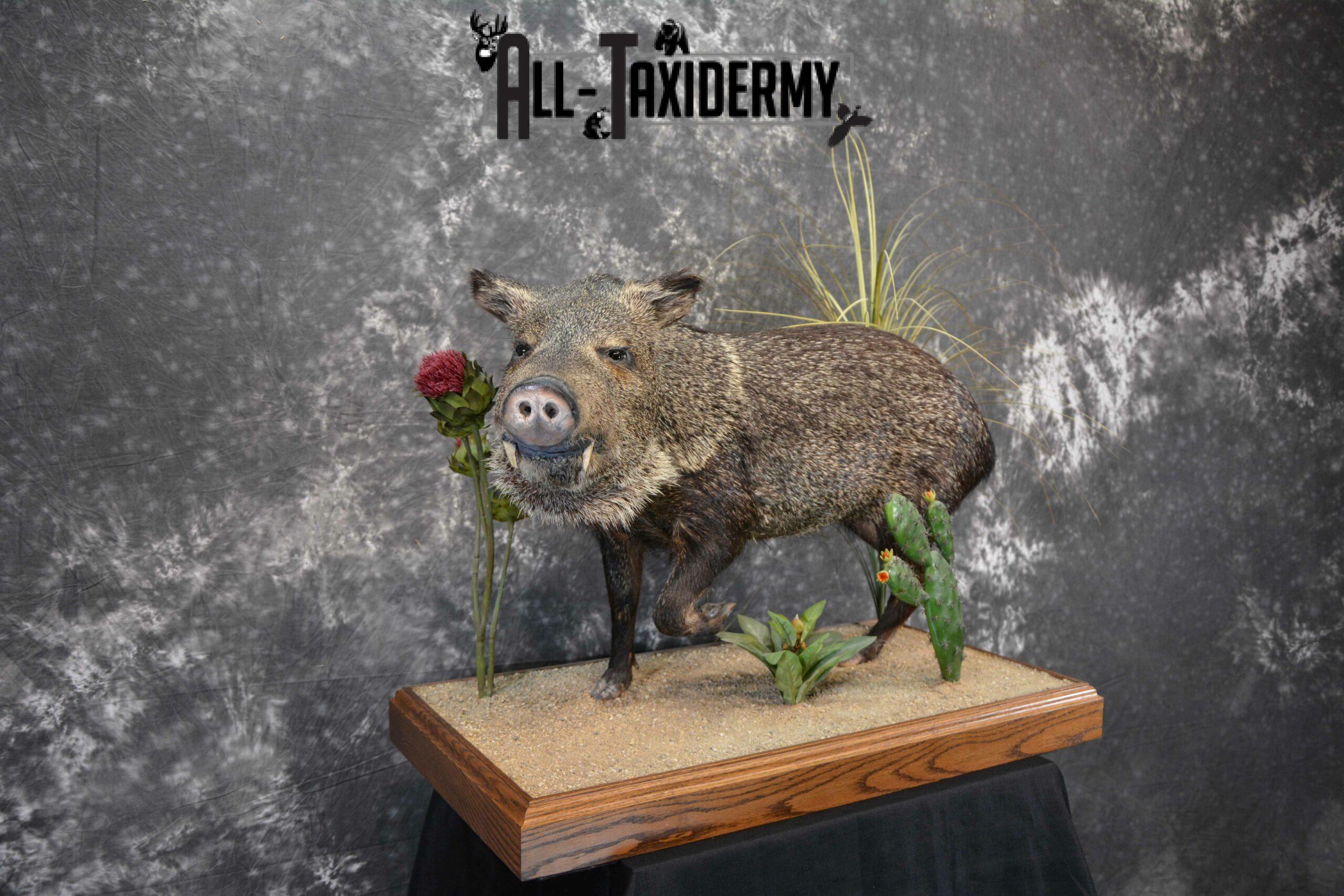 Collared Peccory Taxidermy for Sale SKU 1143 - Image 5