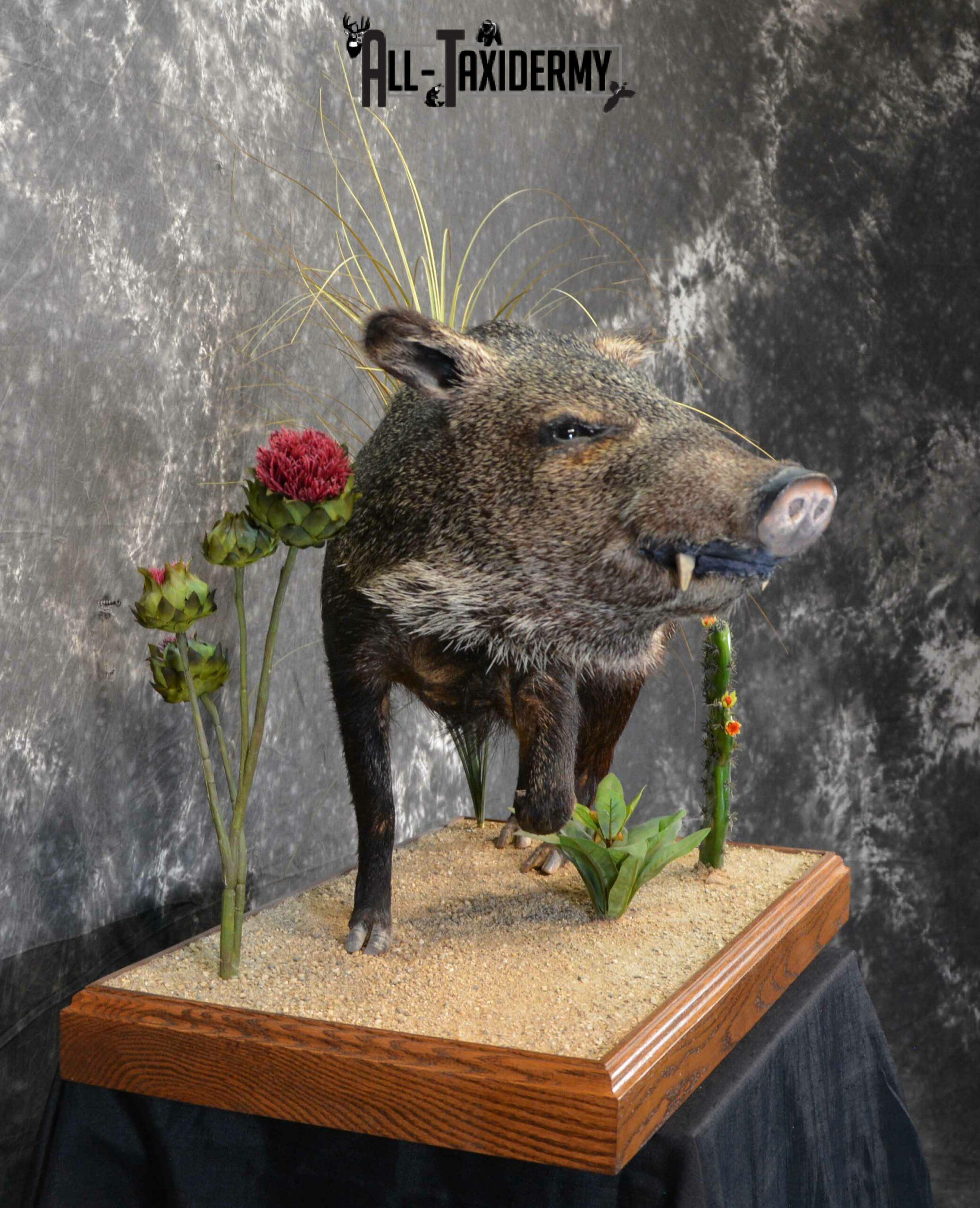 Collared Peccory Taxidermy for Sale SKU 1143 - Image 6