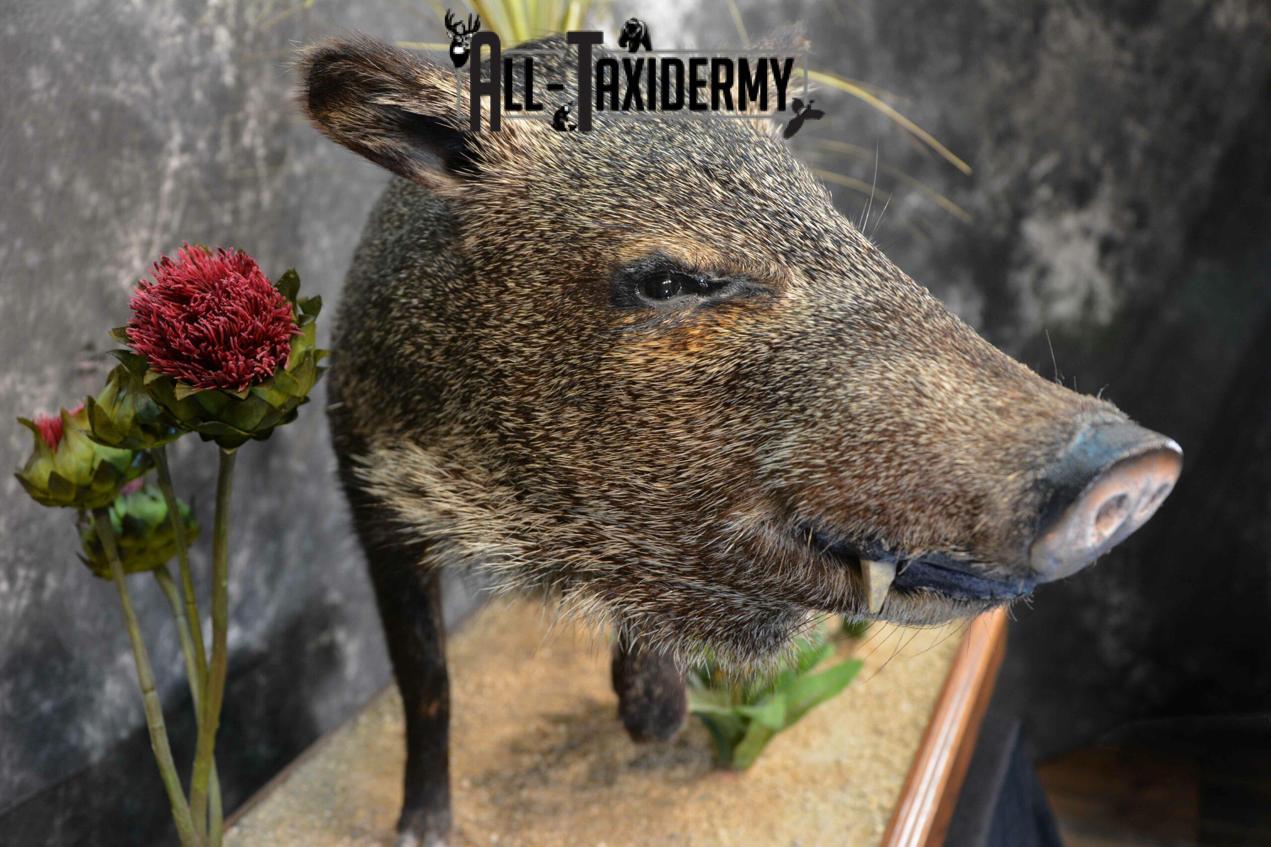 Collared Peccory Taxidermy for Sale SKU 1143 - Image 7