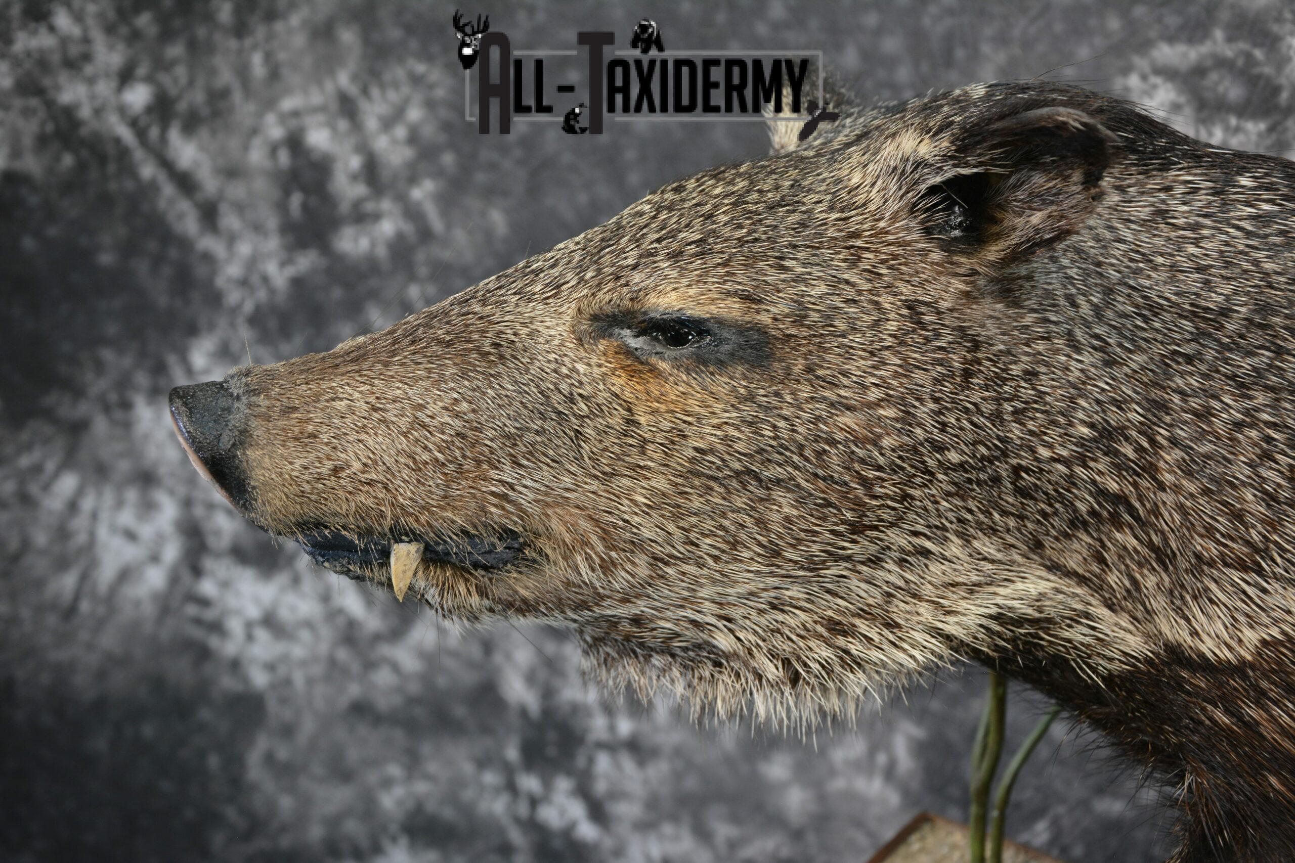 Collared Peccory Taxidermy for Sale SKU 1143 - Image 8