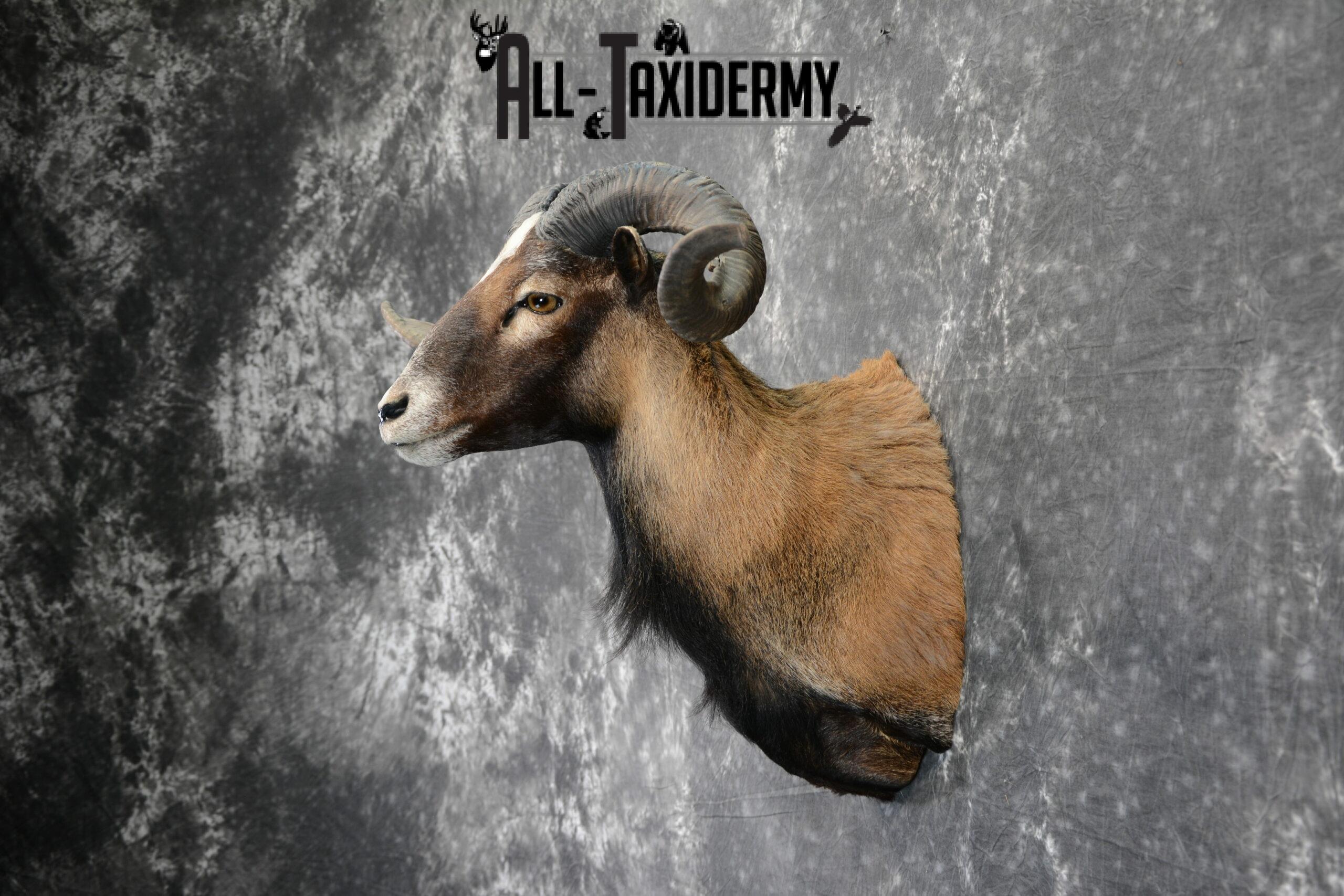 Corsican Taxidermy mount for Sale SKU 1058 - Image 3