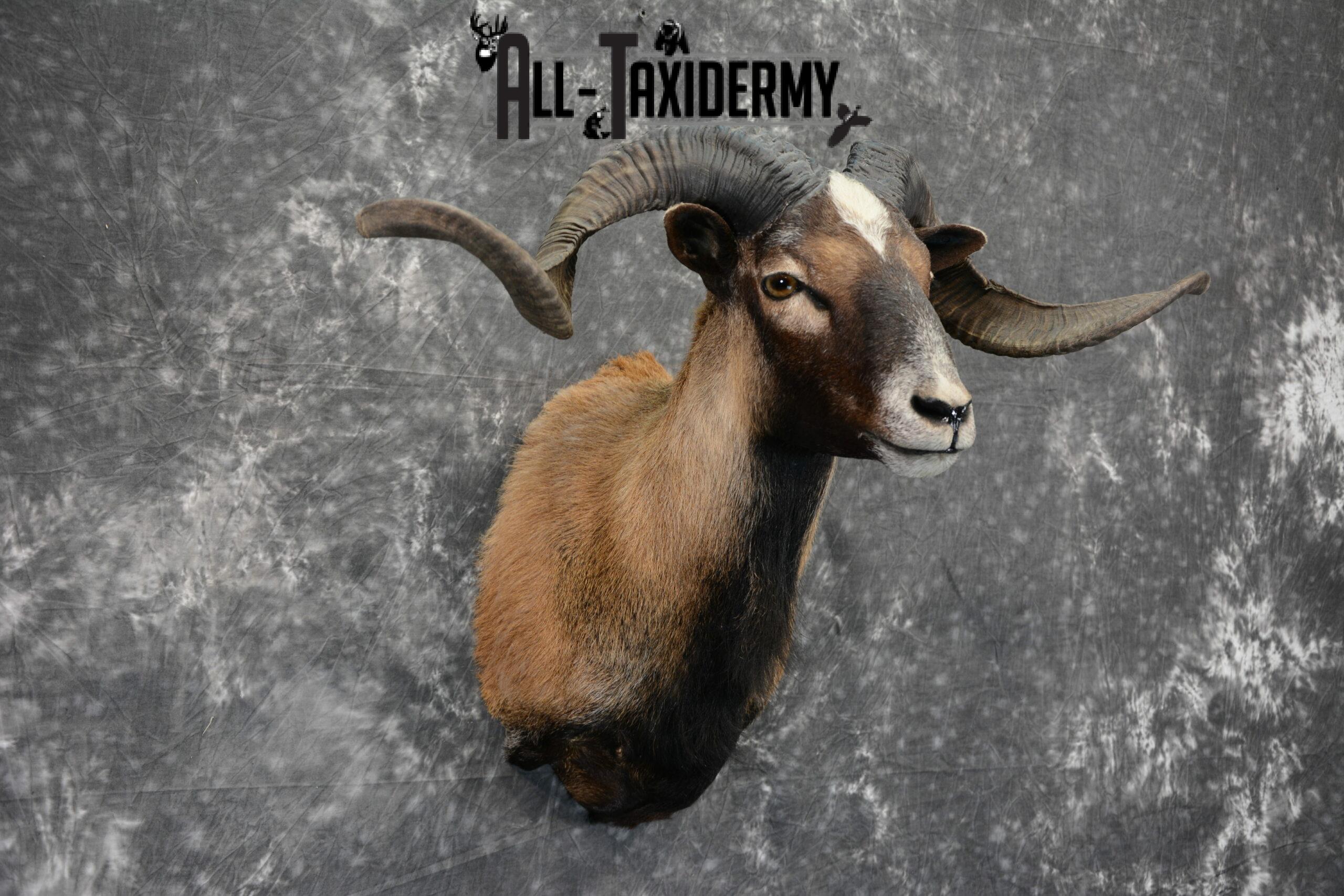 Corsican Taxidermy mount for Sale SKU 1058 - Image 4