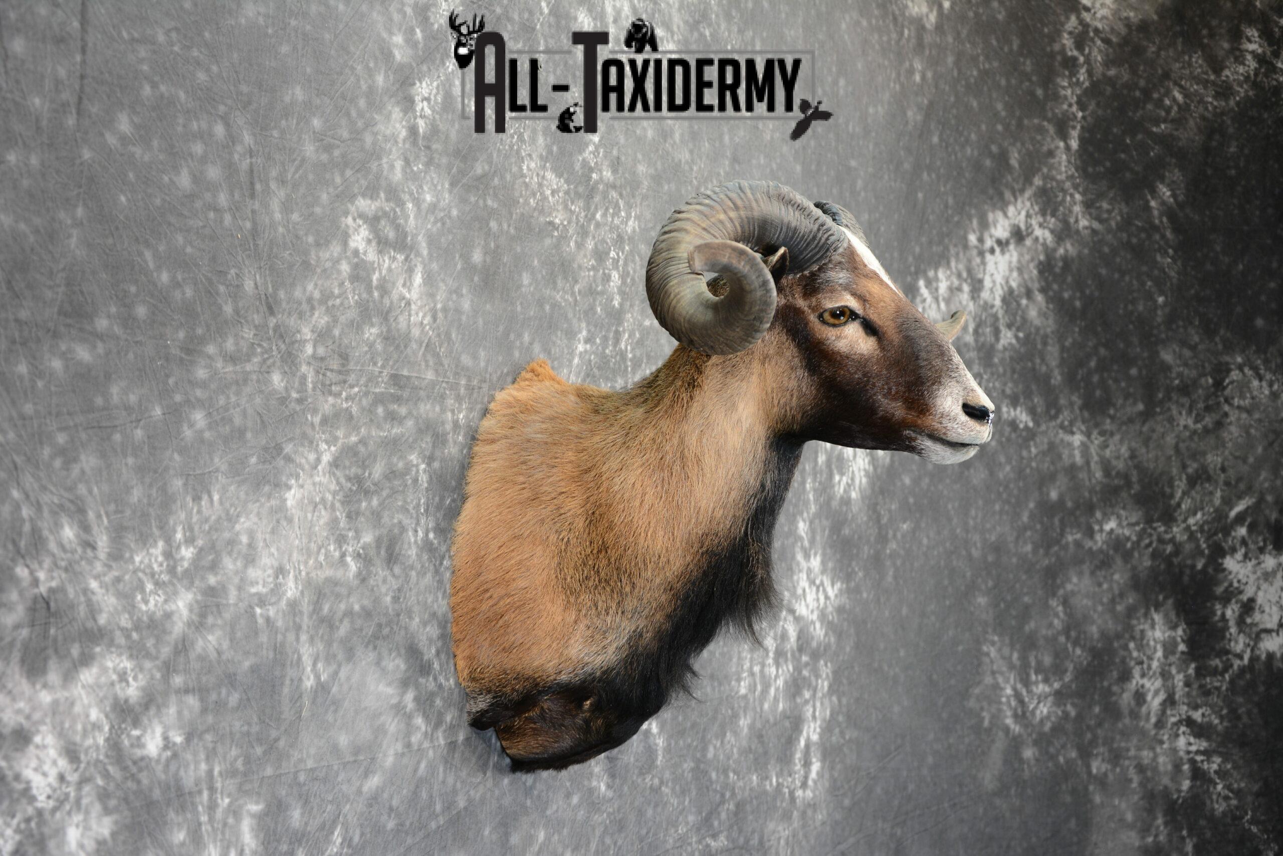 Corsican Taxidermy mount for Sale SKU 1058 - Image 5