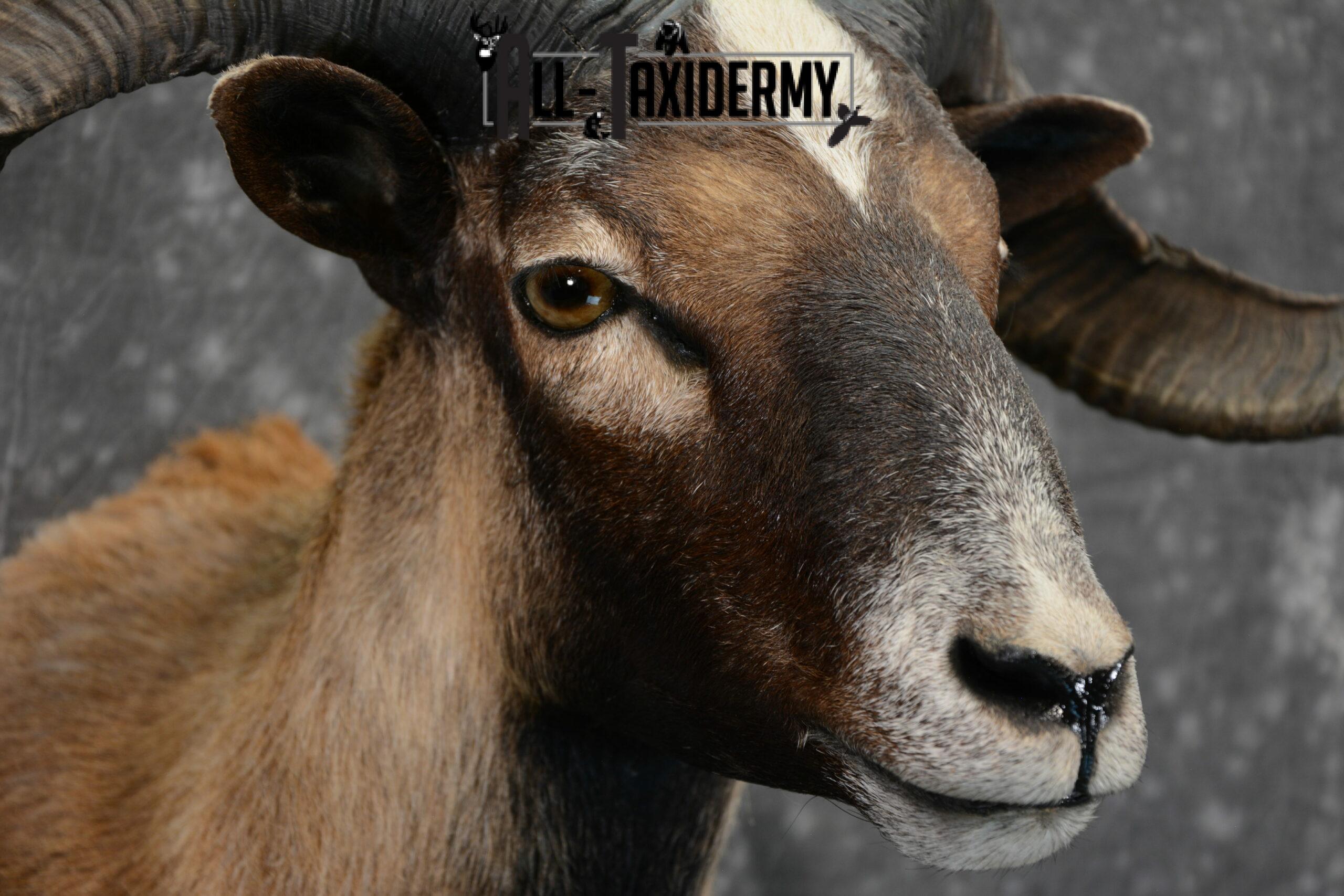 Corsican Taxidermy mount for Sale SKU 1058 - Image 6