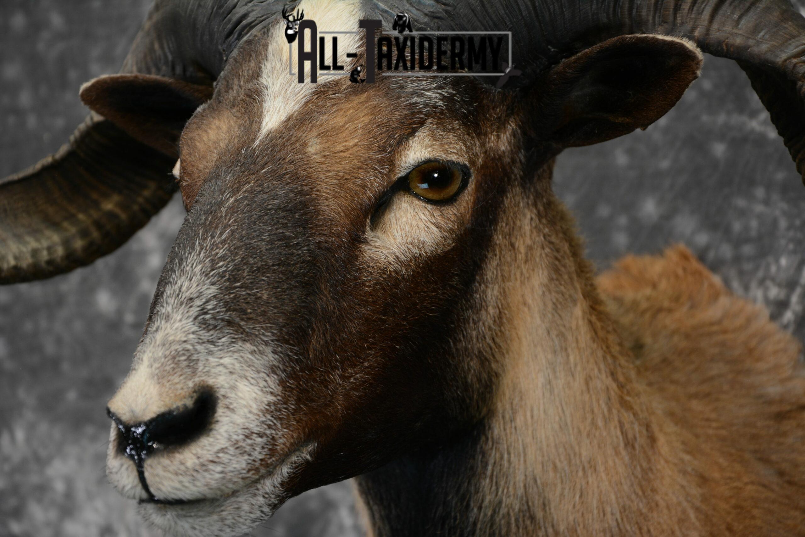 Corsican Taxidermy mount for Sale SKU 1058 - Image 7