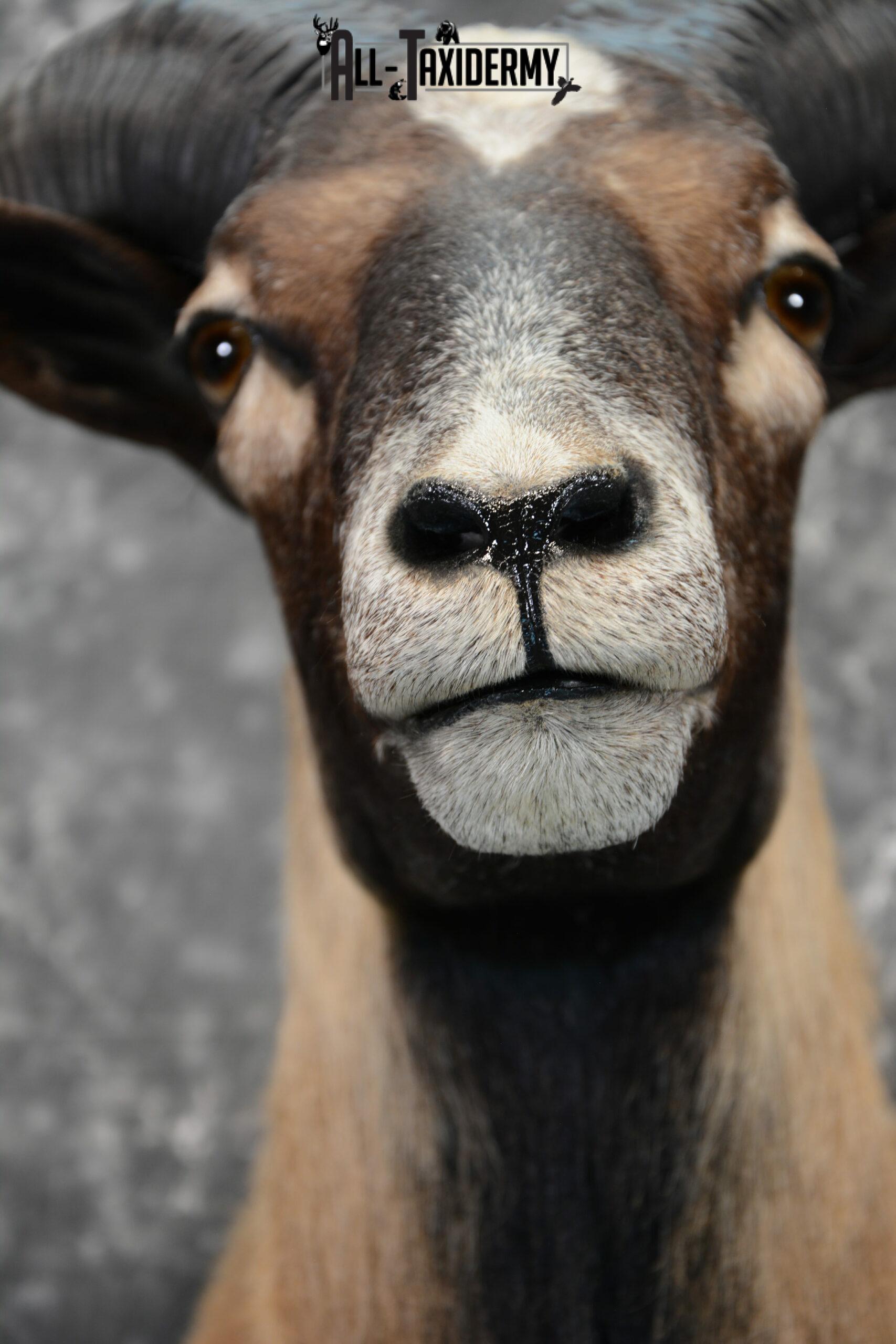 Corsican Taxidermy mount for Sale SKU 1058 - Image 8