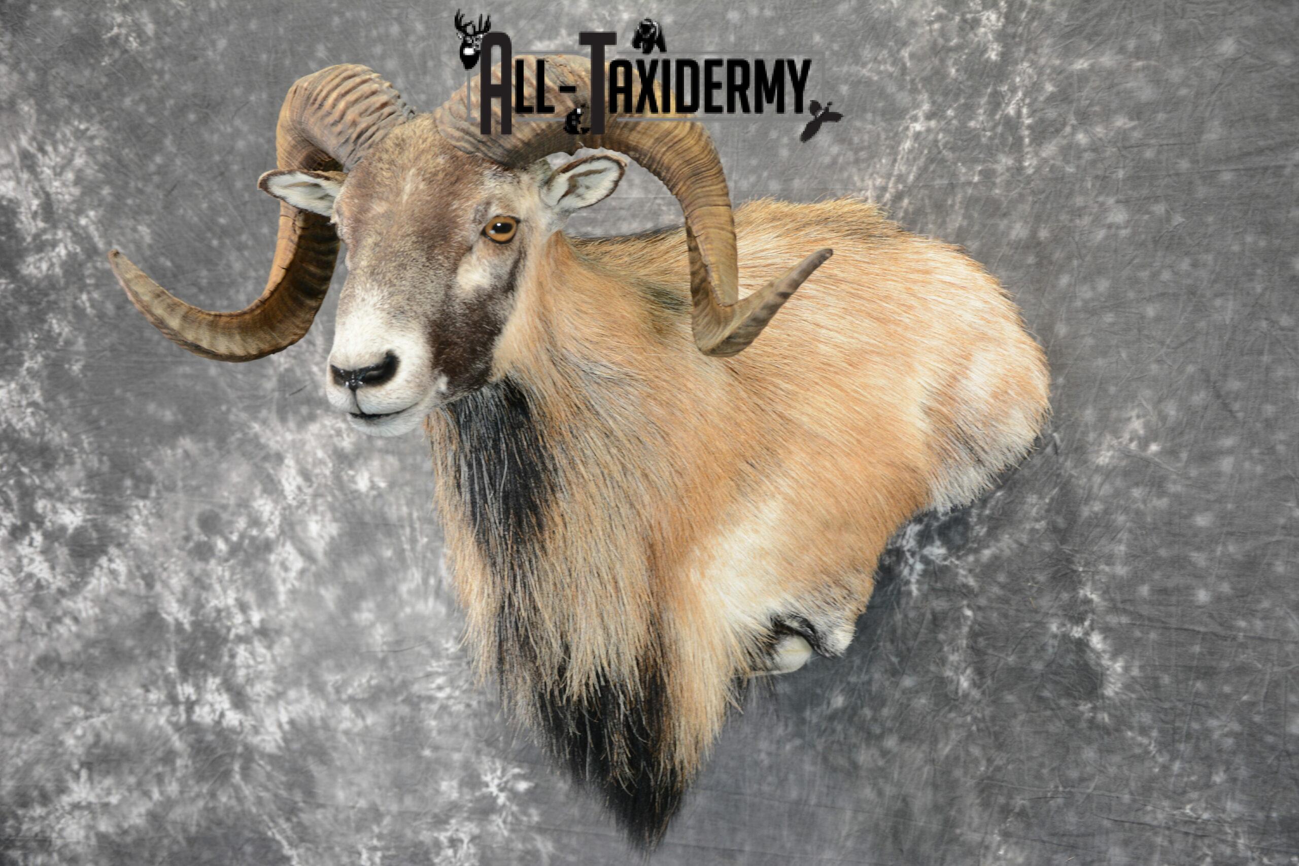 Corsican ram taxidermy