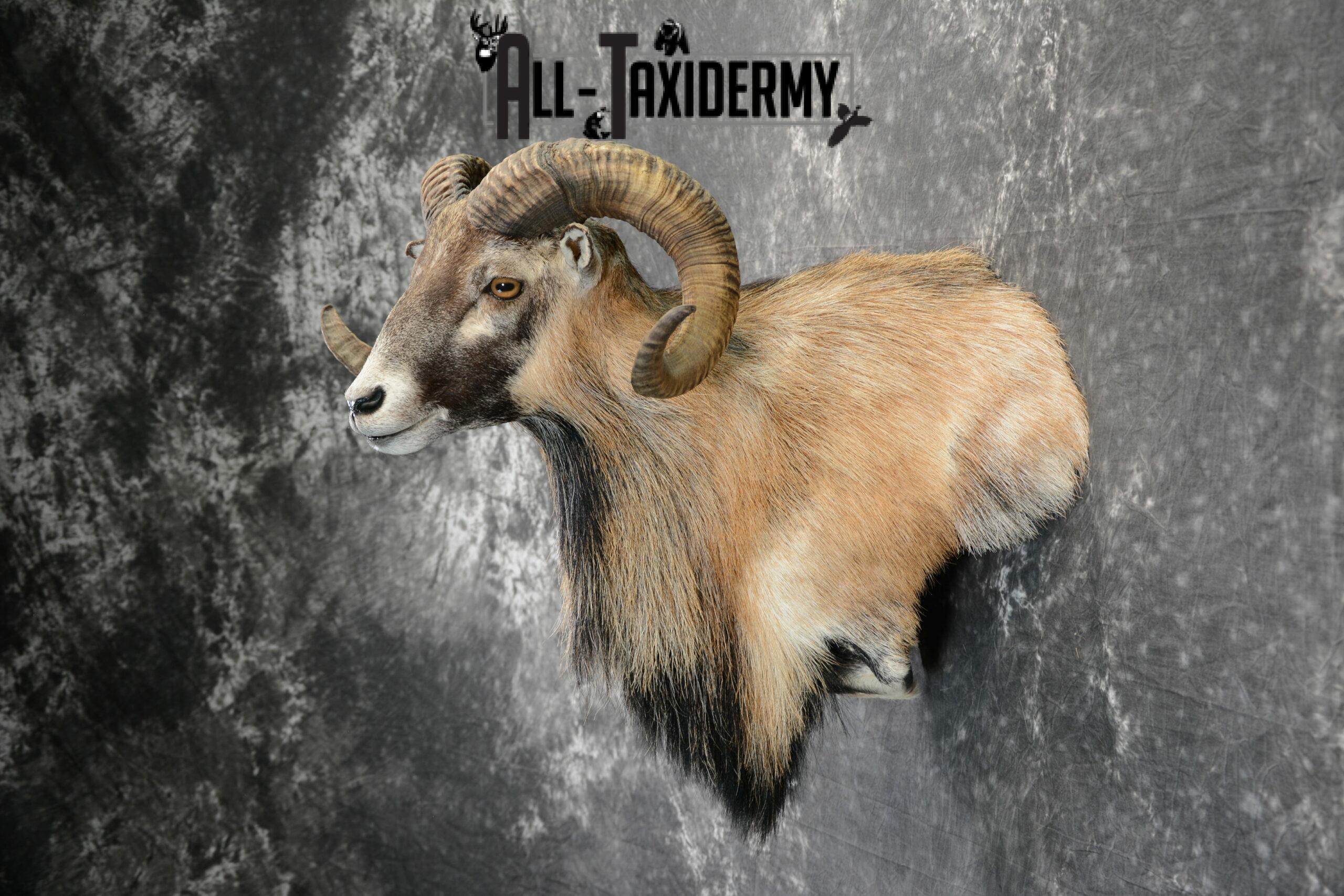 Corsican Ram Taxidermy mount for Sale SKU 1059 - Image 3