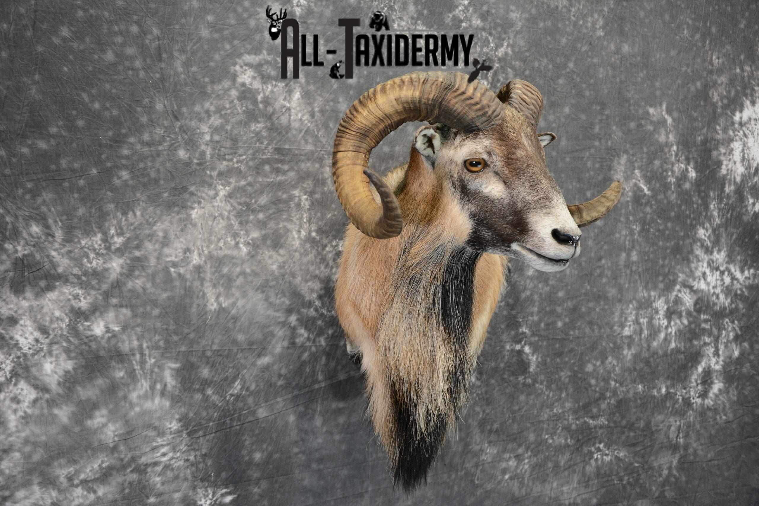 Corsican Ram Taxidermy mount for Sale SKU 1059 - Image 4