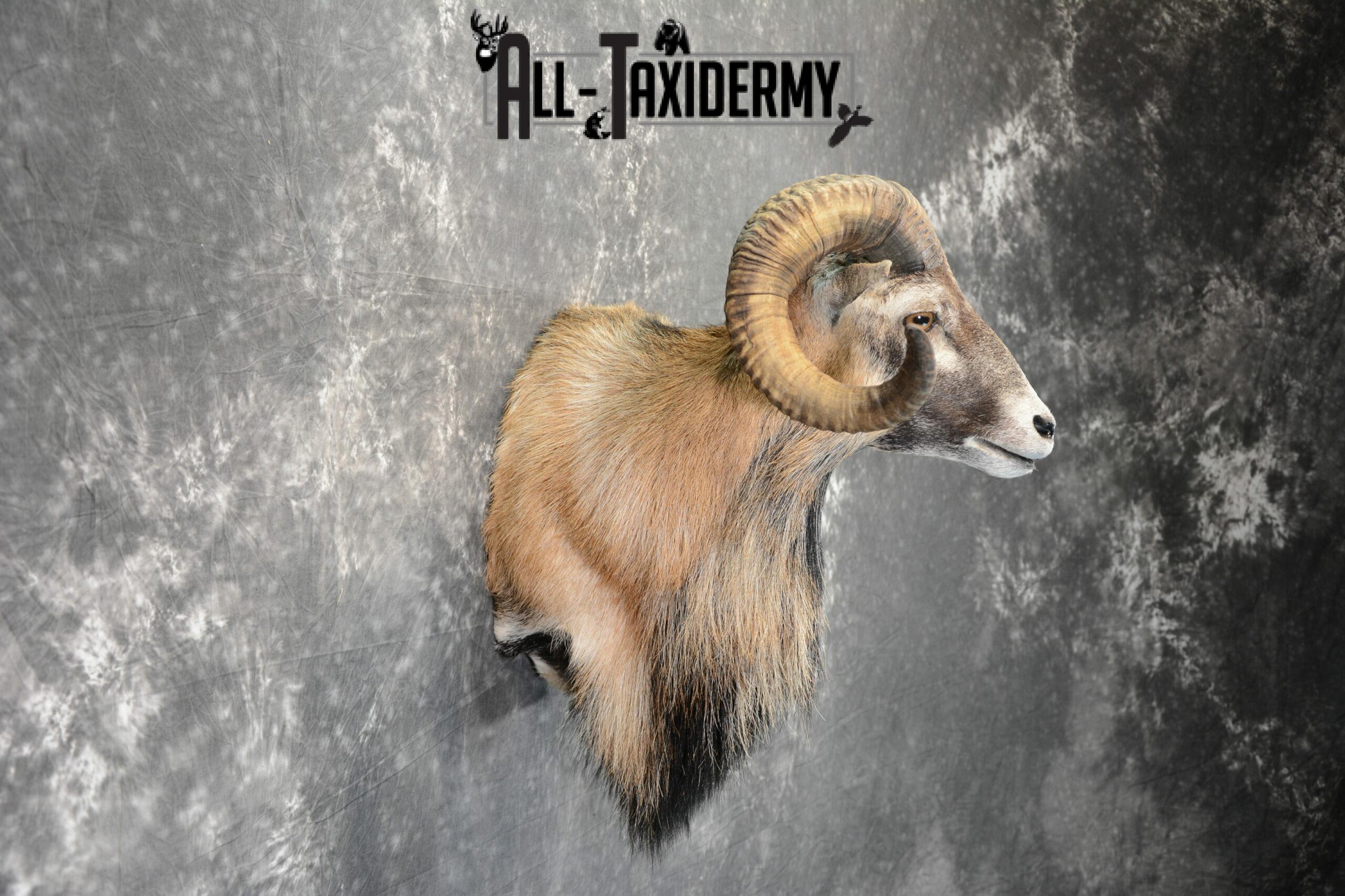 Corsican Ram Taxidermy mount for Sale SKU 1059 - Image 5
