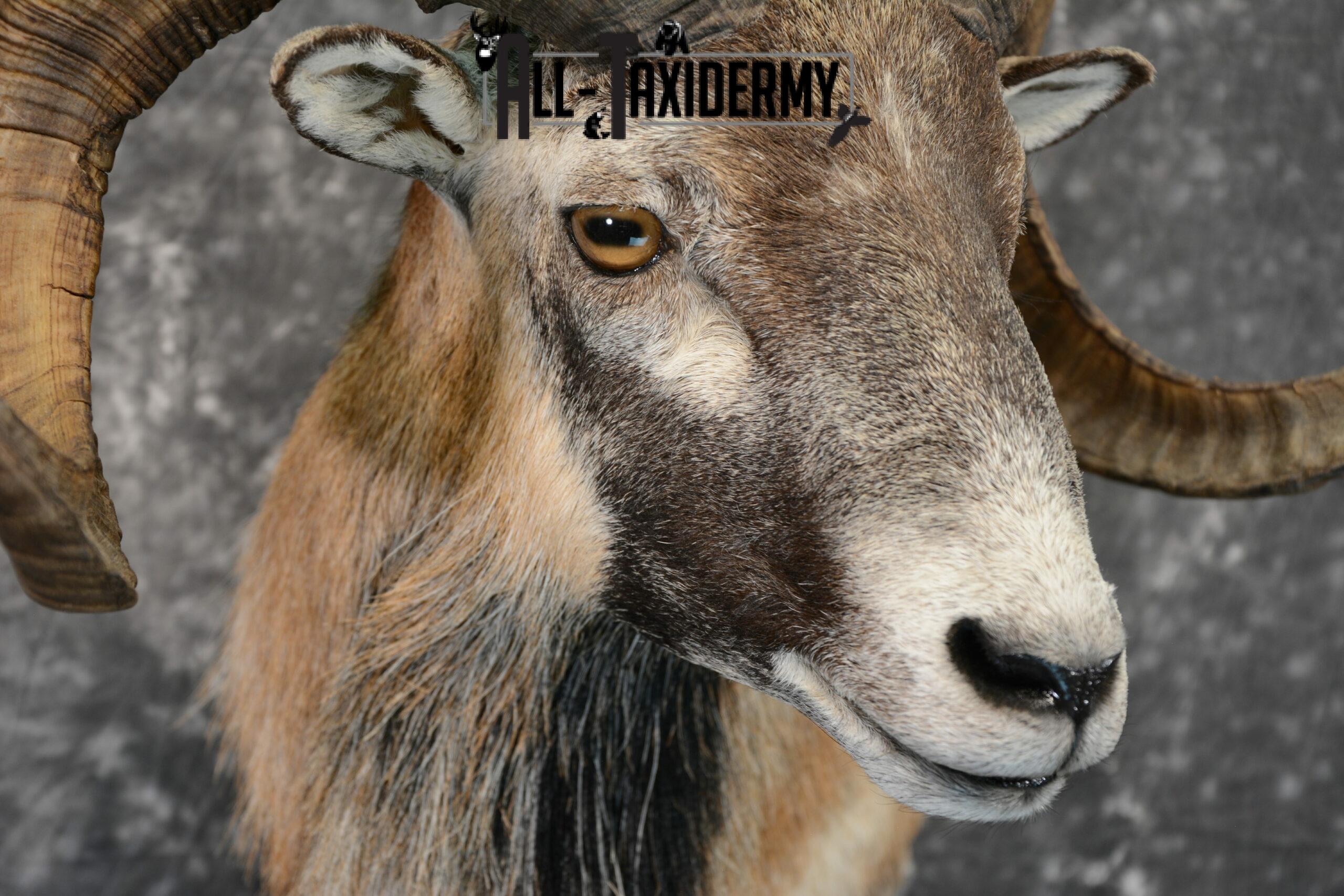 Corsican Ram Taxidermy mount for Sale SKU 1059 - Image 6