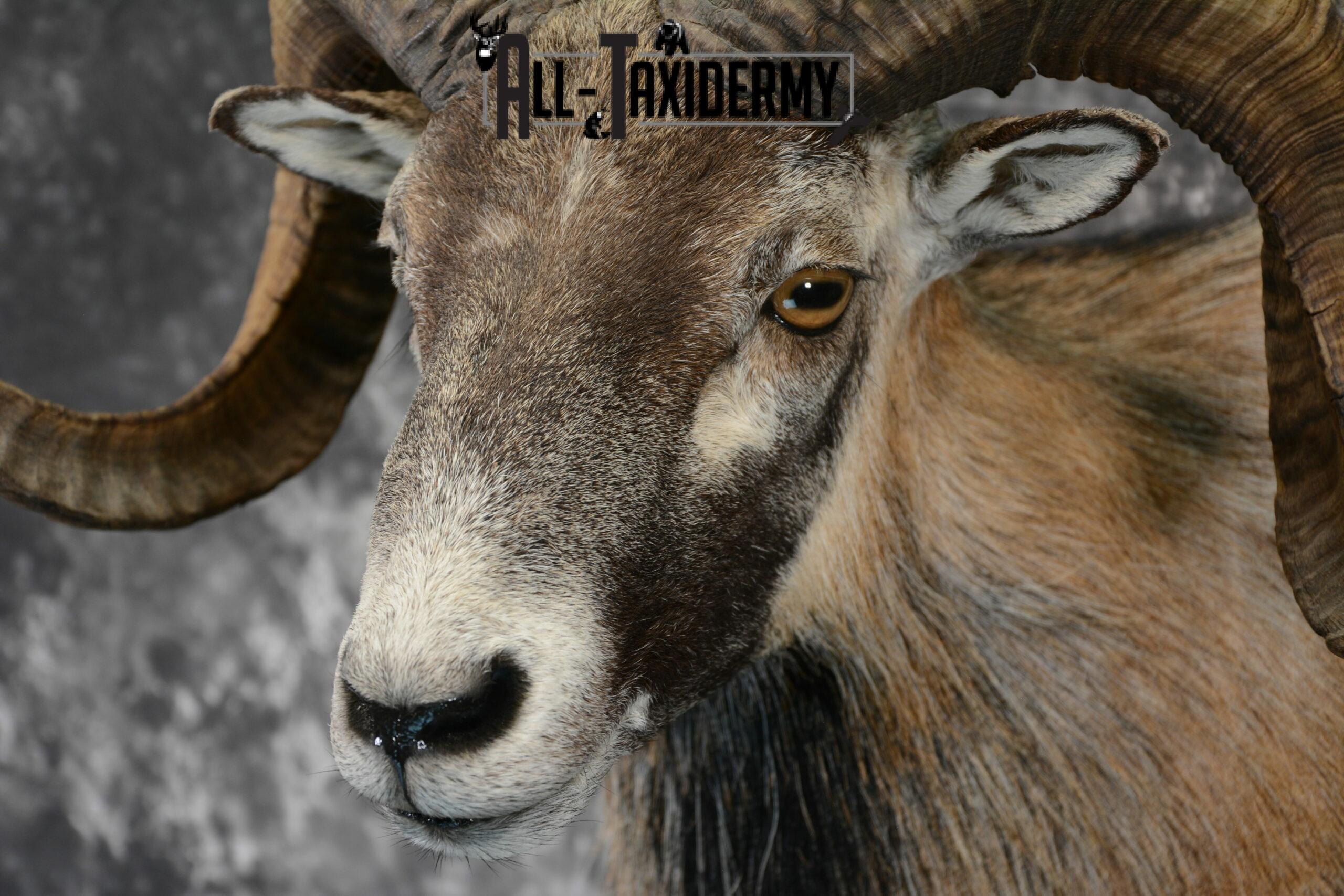 Corsican Ram Taxidermy mount for Sale SKU 1059 - Image 7