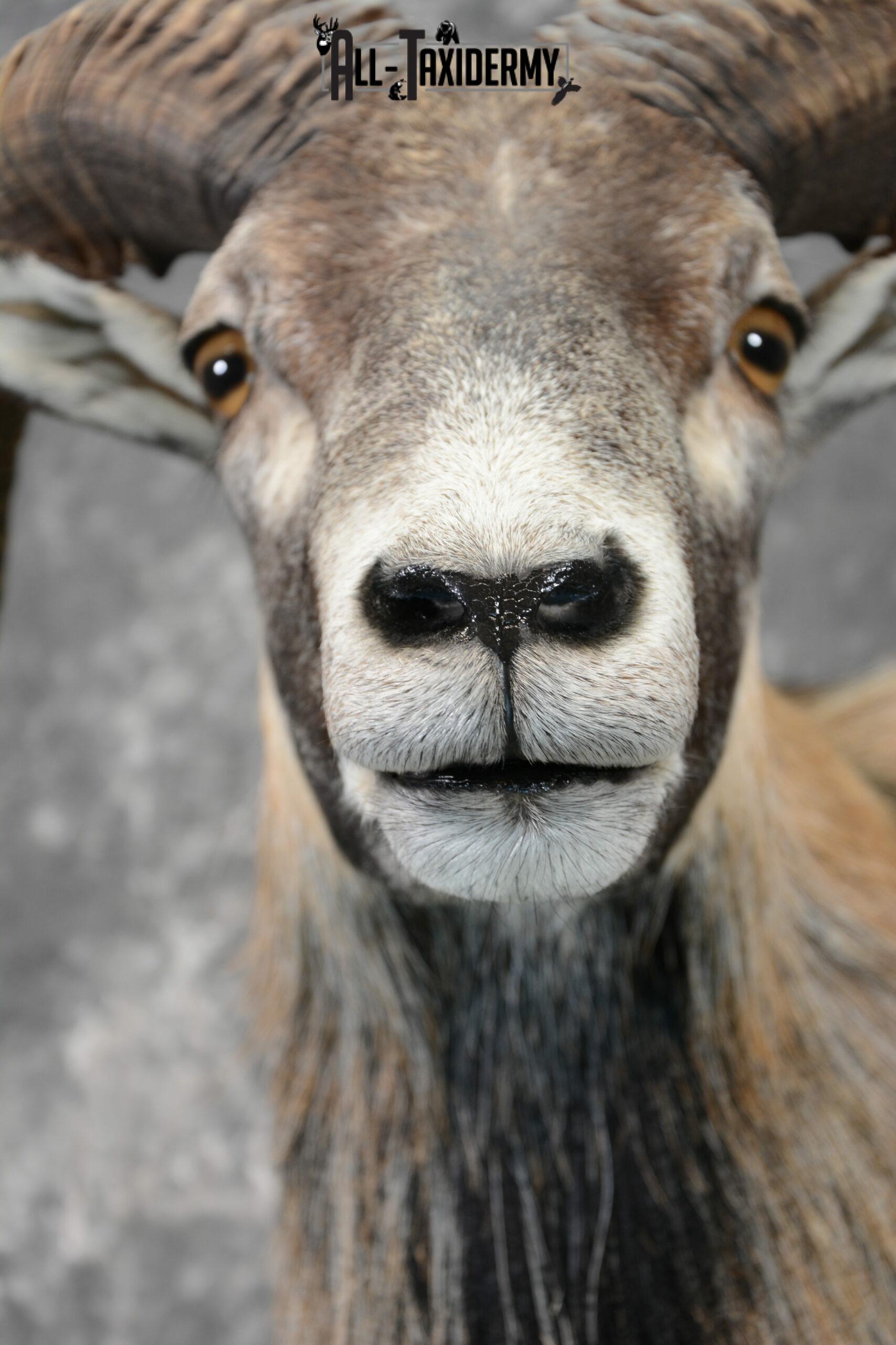 Corsican Ram Taxidermy mount for Sale SKU 1059 - Image 8