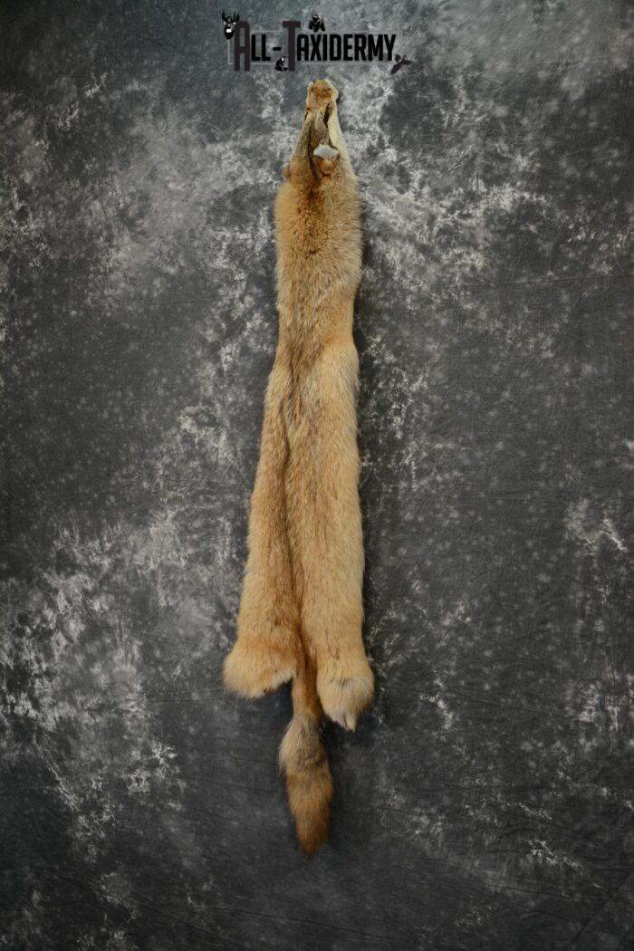 coyote pelt taxidermy