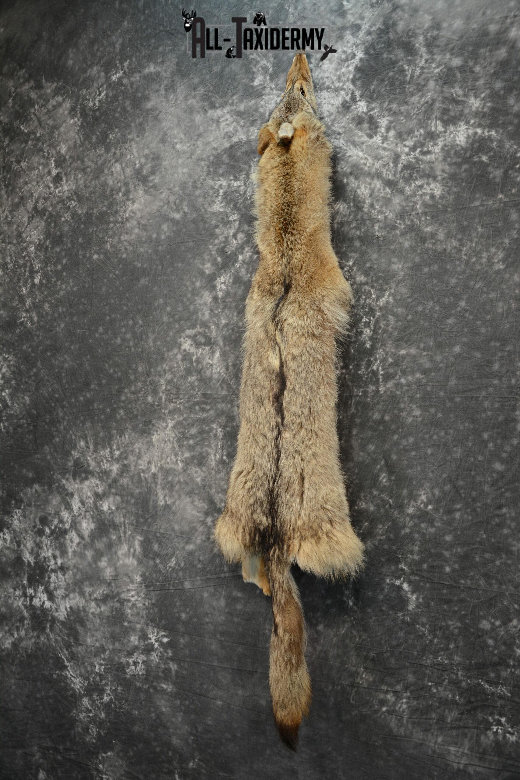 coyote pelt taxidermy