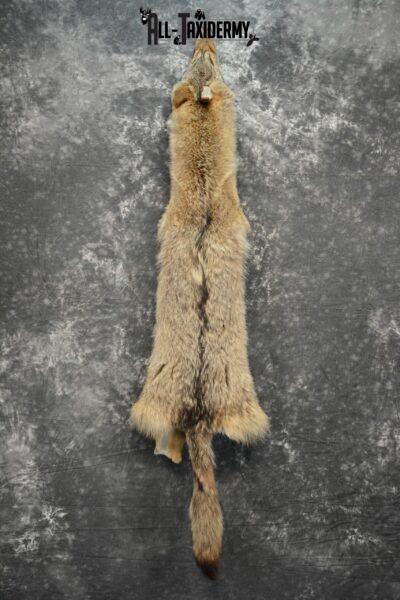coyote pelt taxidermy