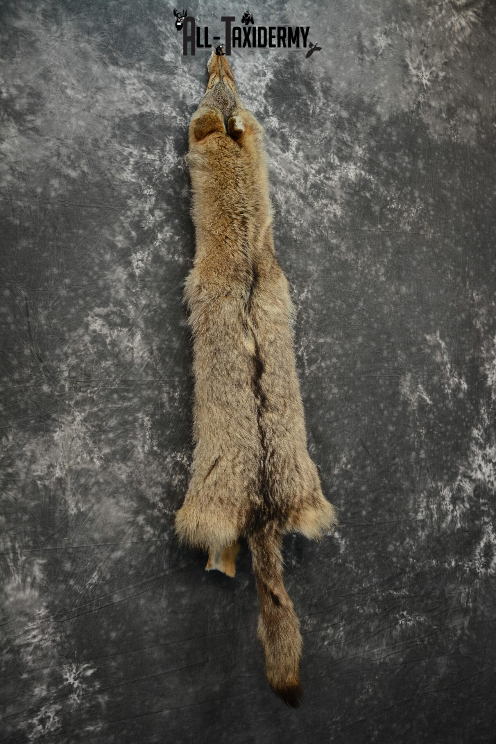 Coyote Hide Taxidermy for sale SKU 1117 - Image 3