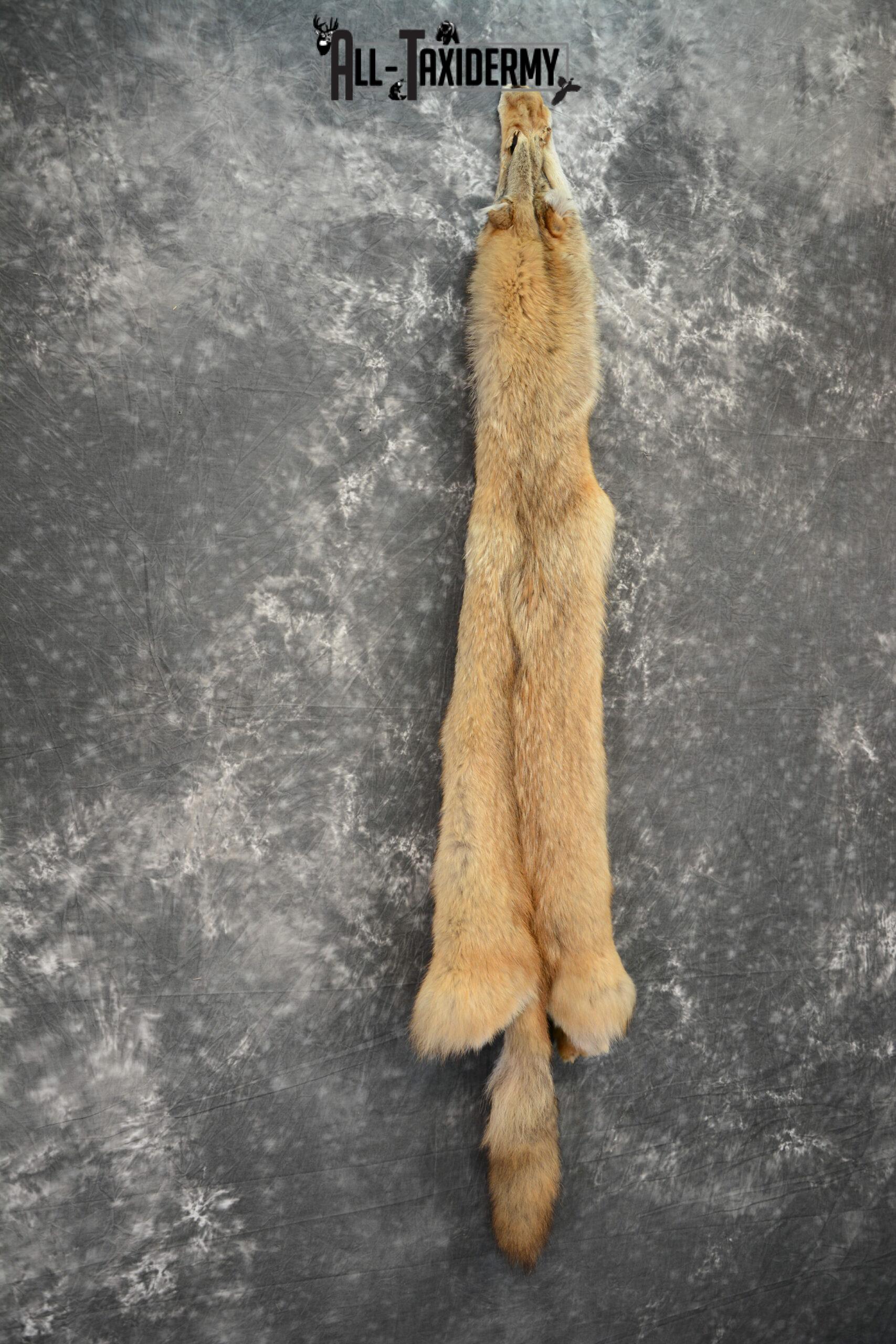 Coyote Taxidermy Hide Pelt for Sale SKU 1107 - Image 3