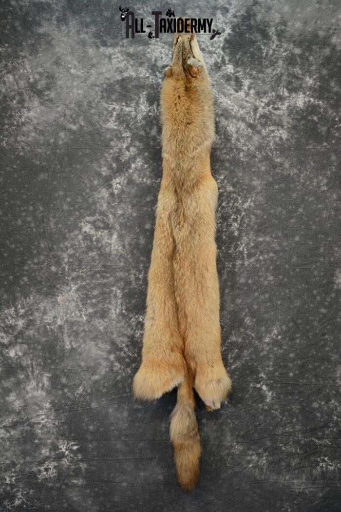 Coyote pelt taxidermy