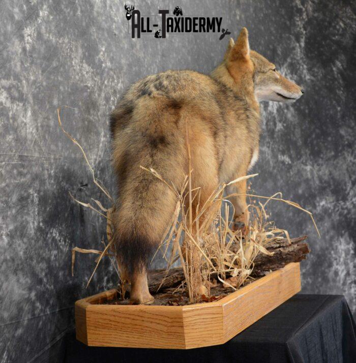 coyote taxidermy mounts