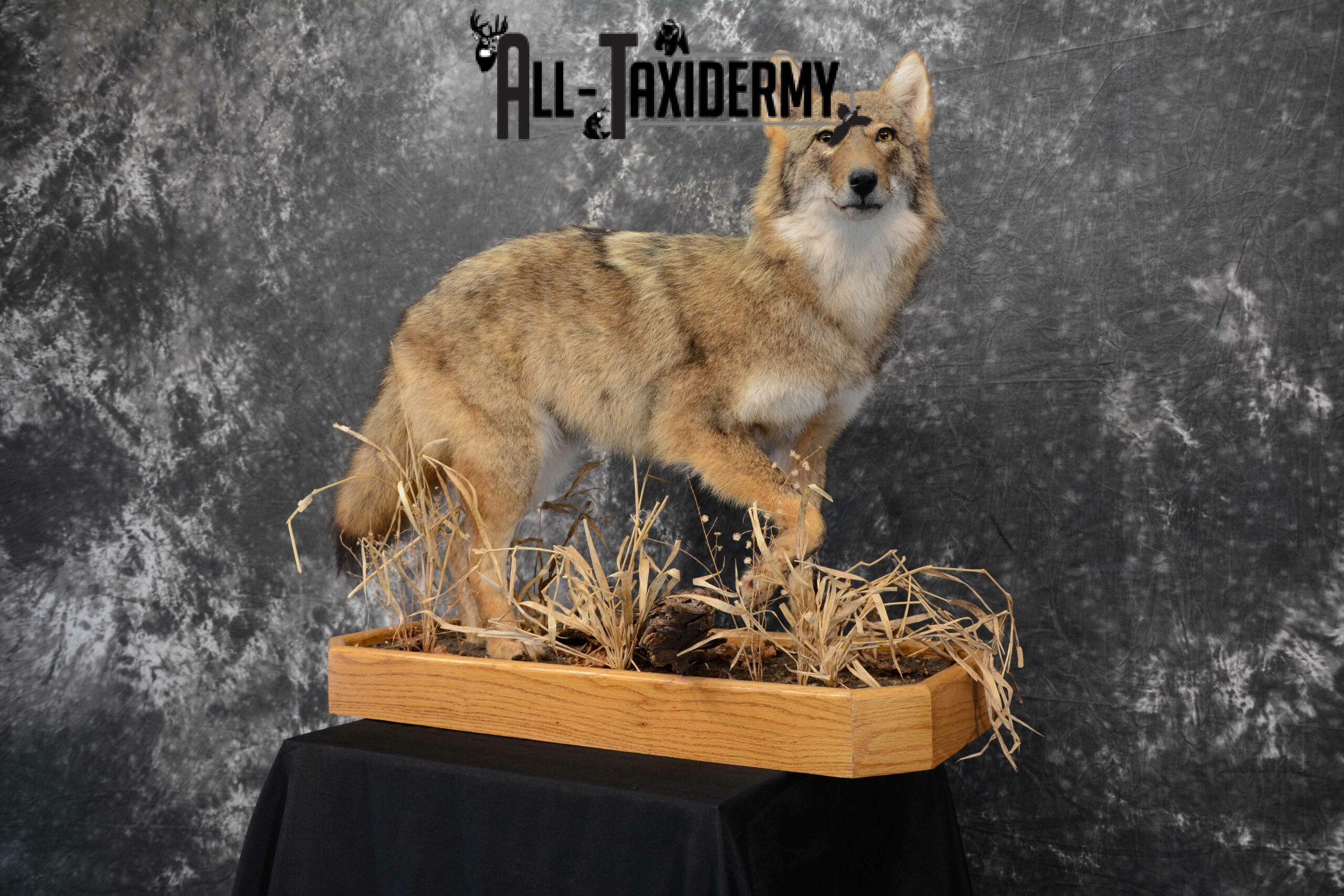 Coyote Taxidermy for sale SKU 1114 - Image 3