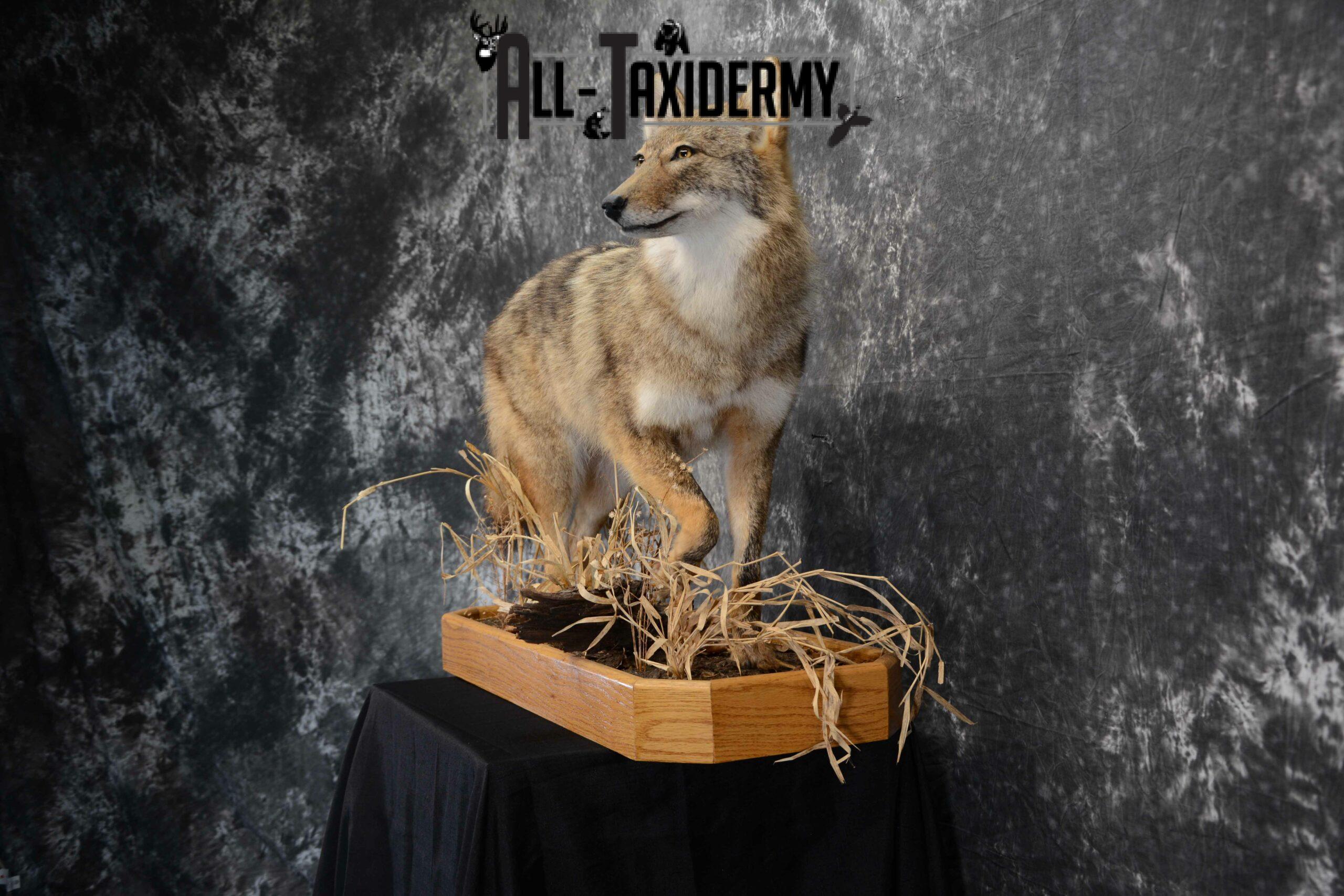 Coyote Taxidermy for sale SKU 1114 - Image 4