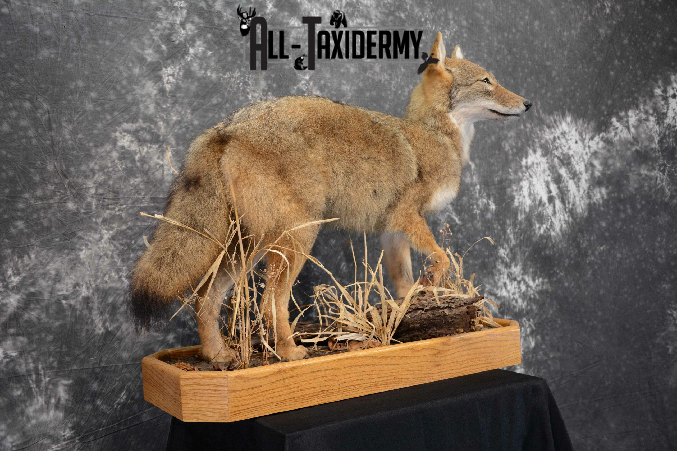 Coyote Taxidermy for sale SKU 1114 - Image 5