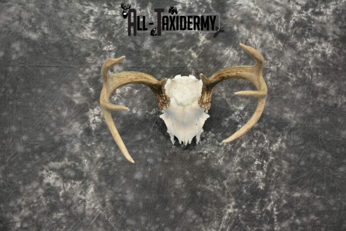 deer skull cap mount