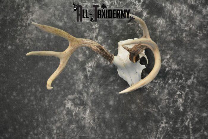 deer skull cap mount