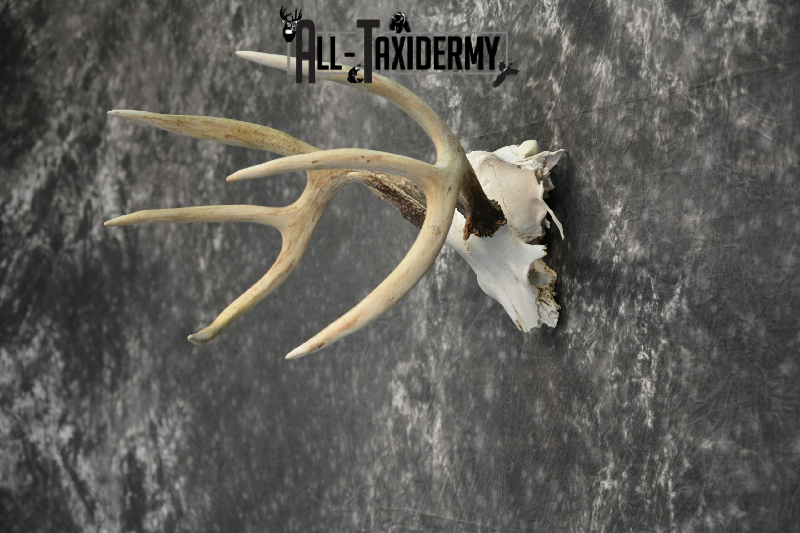 Whitetail Deer European Taxidermy mount for sale SKU 1039 - Image 3