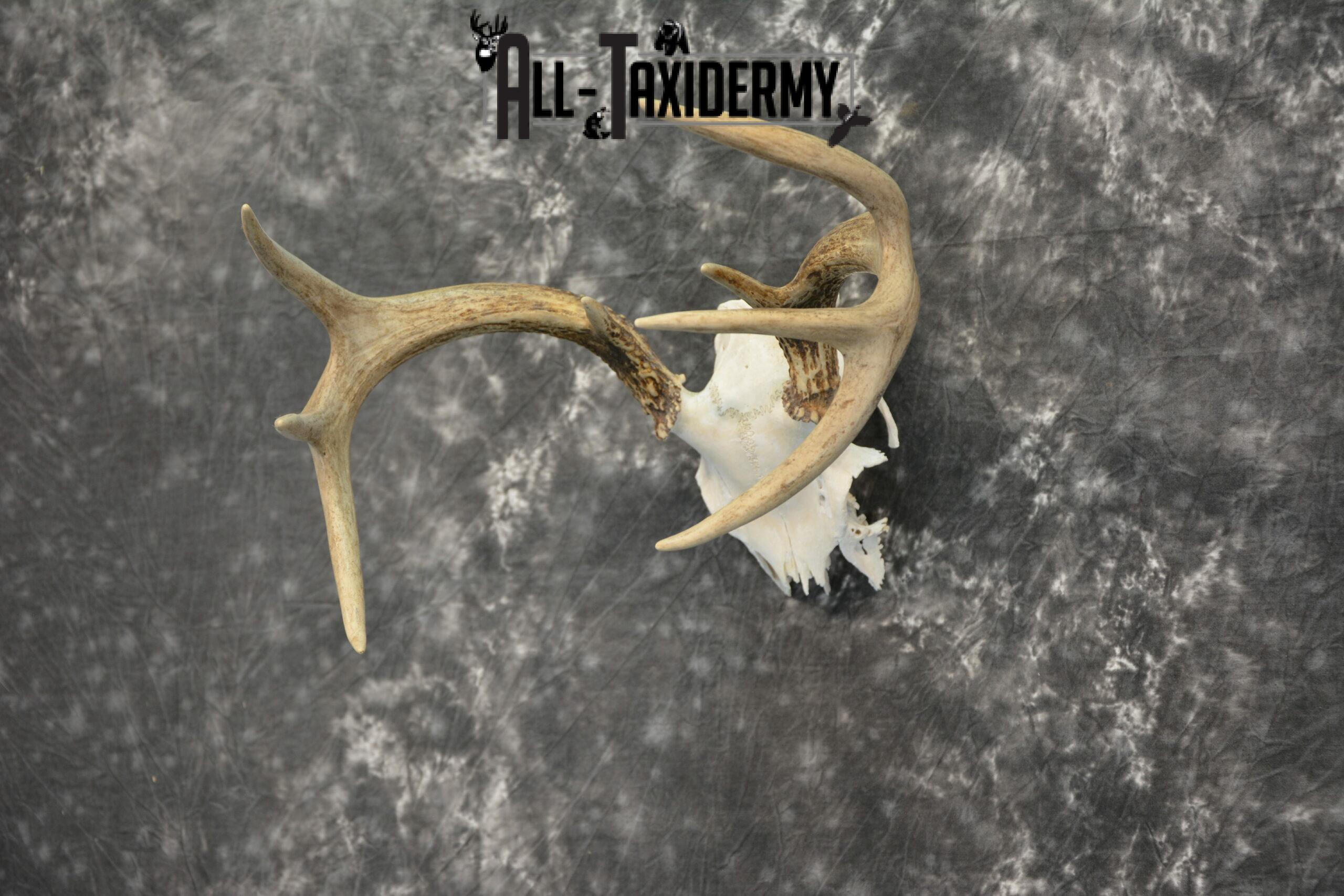 Whitetail Deer European Taxidermy mount for sale SKU 1037 - Image 3
