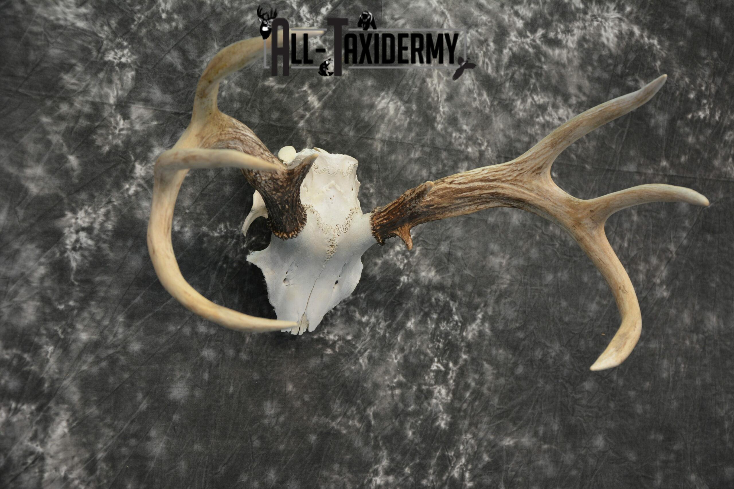 Whitetail Deer European Taxidermy mount for sale SKU 1039 - Image 4