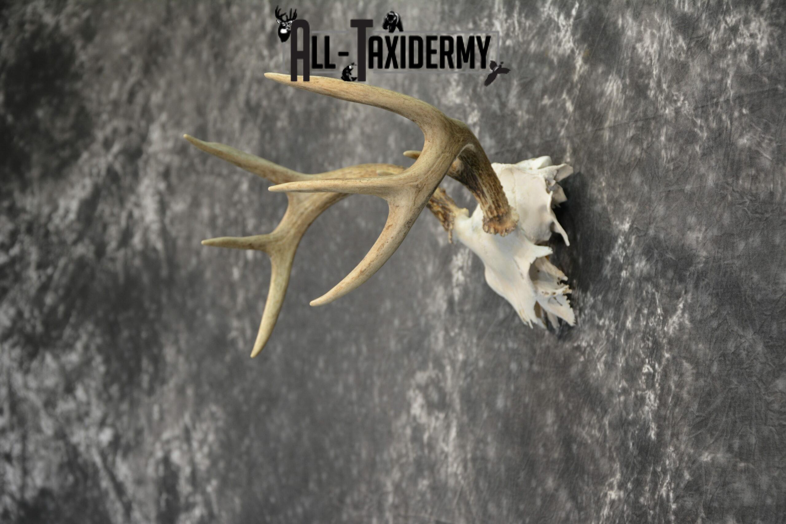 Whitetail Deer European Taxidermy mount for sale SKU 1037 - Image 4