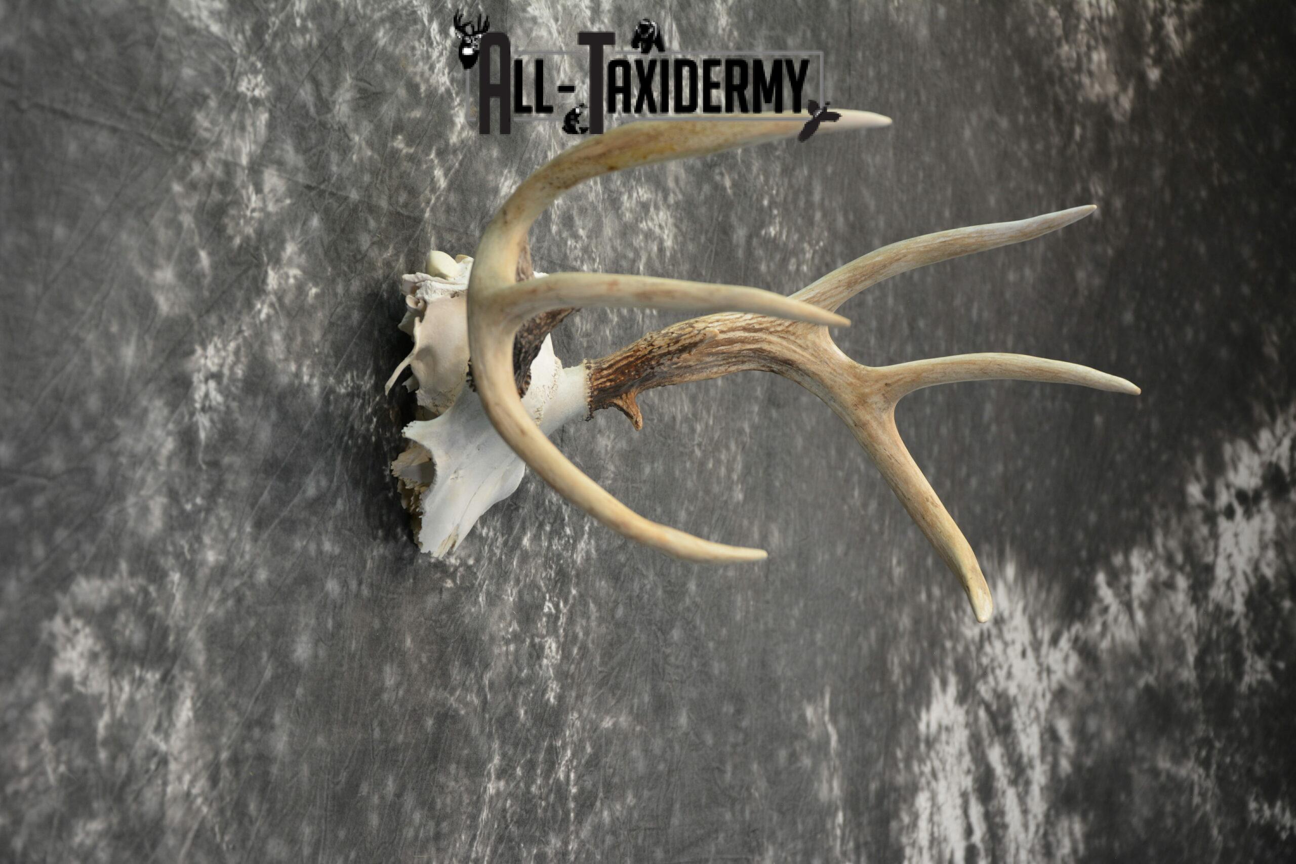 Whitetail Deer European Taxidermy mount for sale SKU 1039 - Image 5