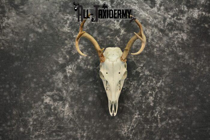 deer skull mount