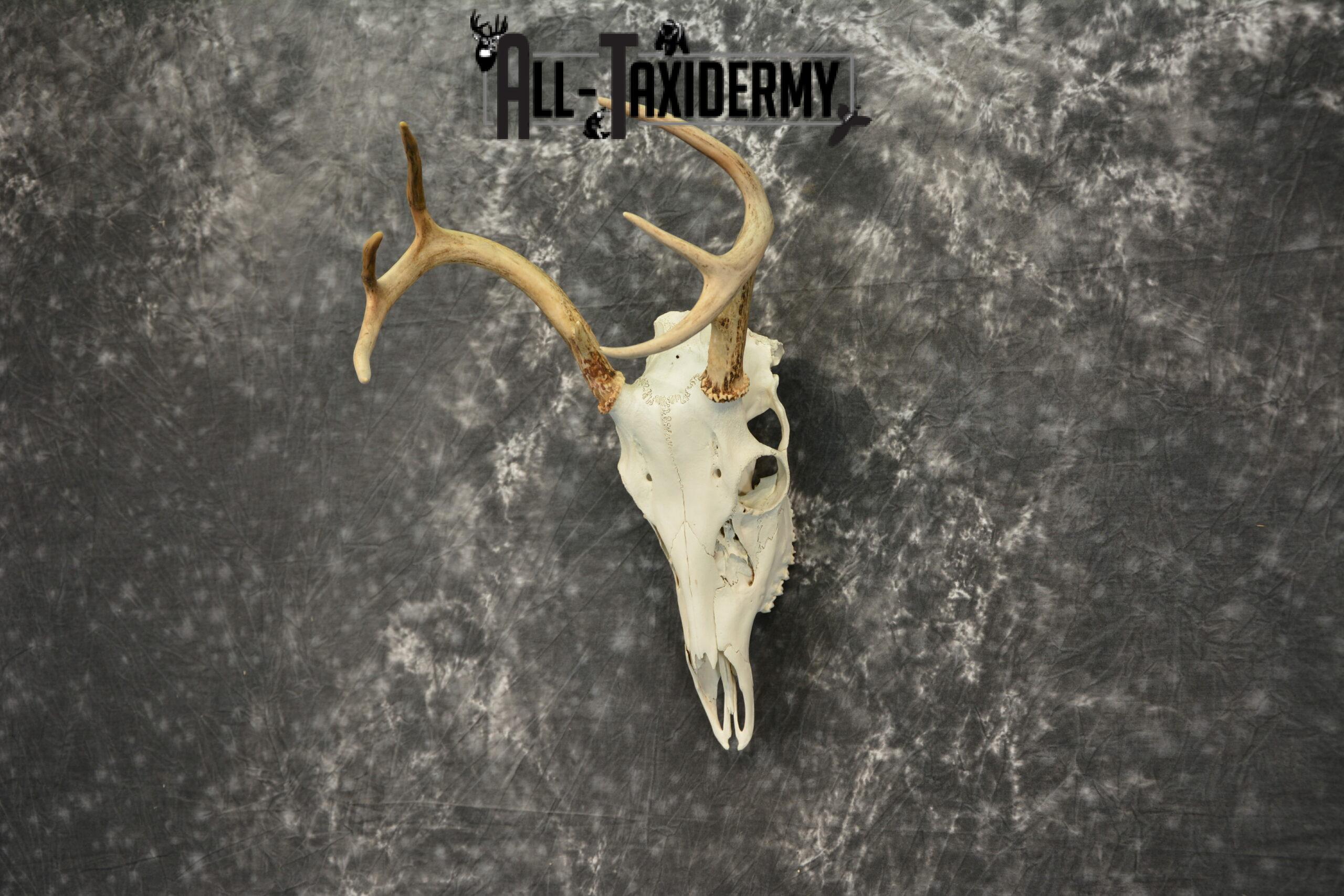 Whitetail Deer European Taxidermy mount for sale SKU 1036 - Image 3