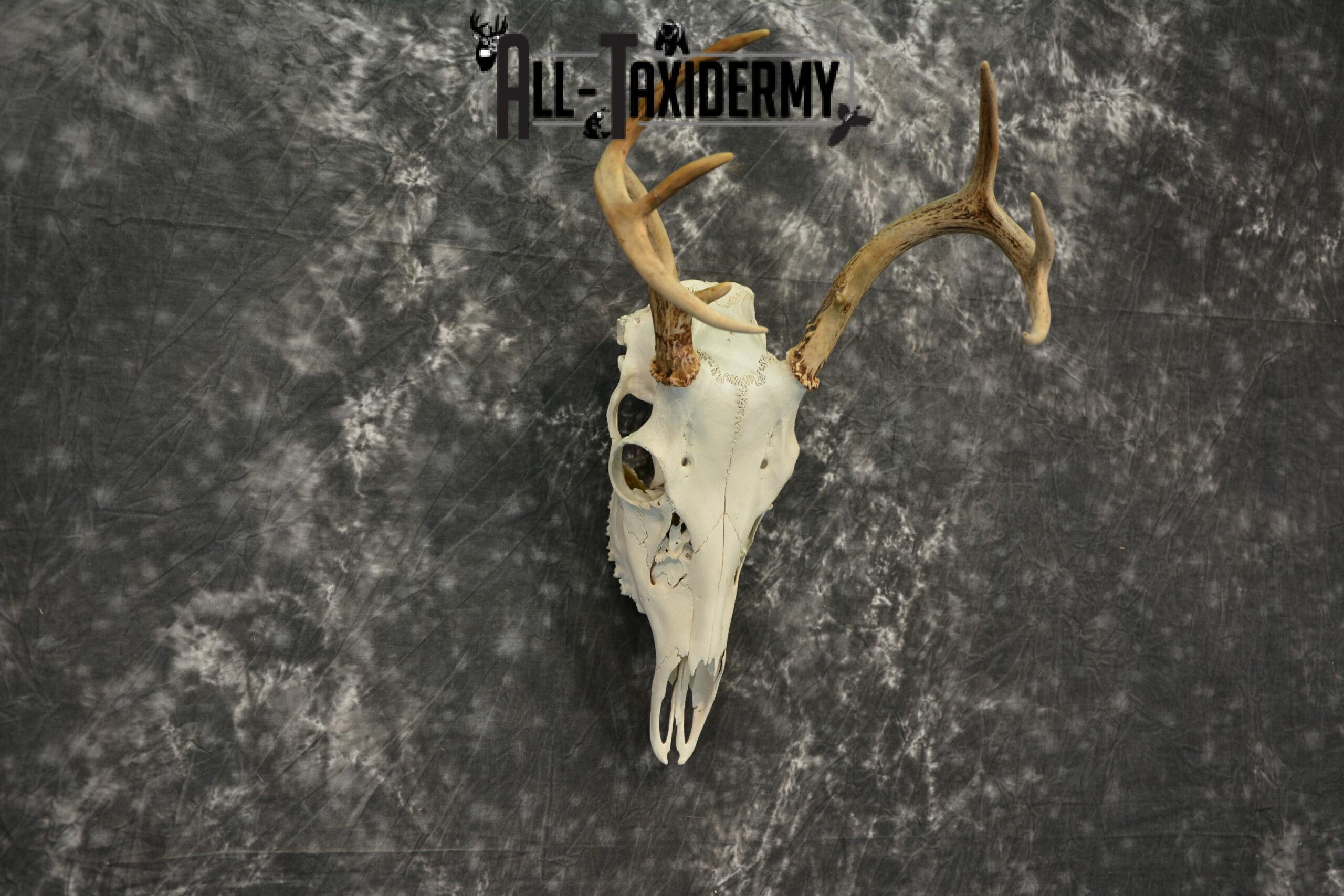 Whitetail Deer European Taxidermy mount for sale SKU 1036 - Image 5