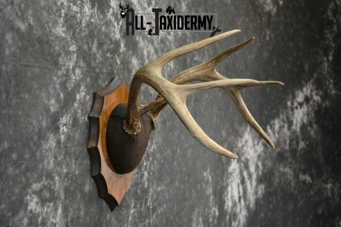 elk antler mount