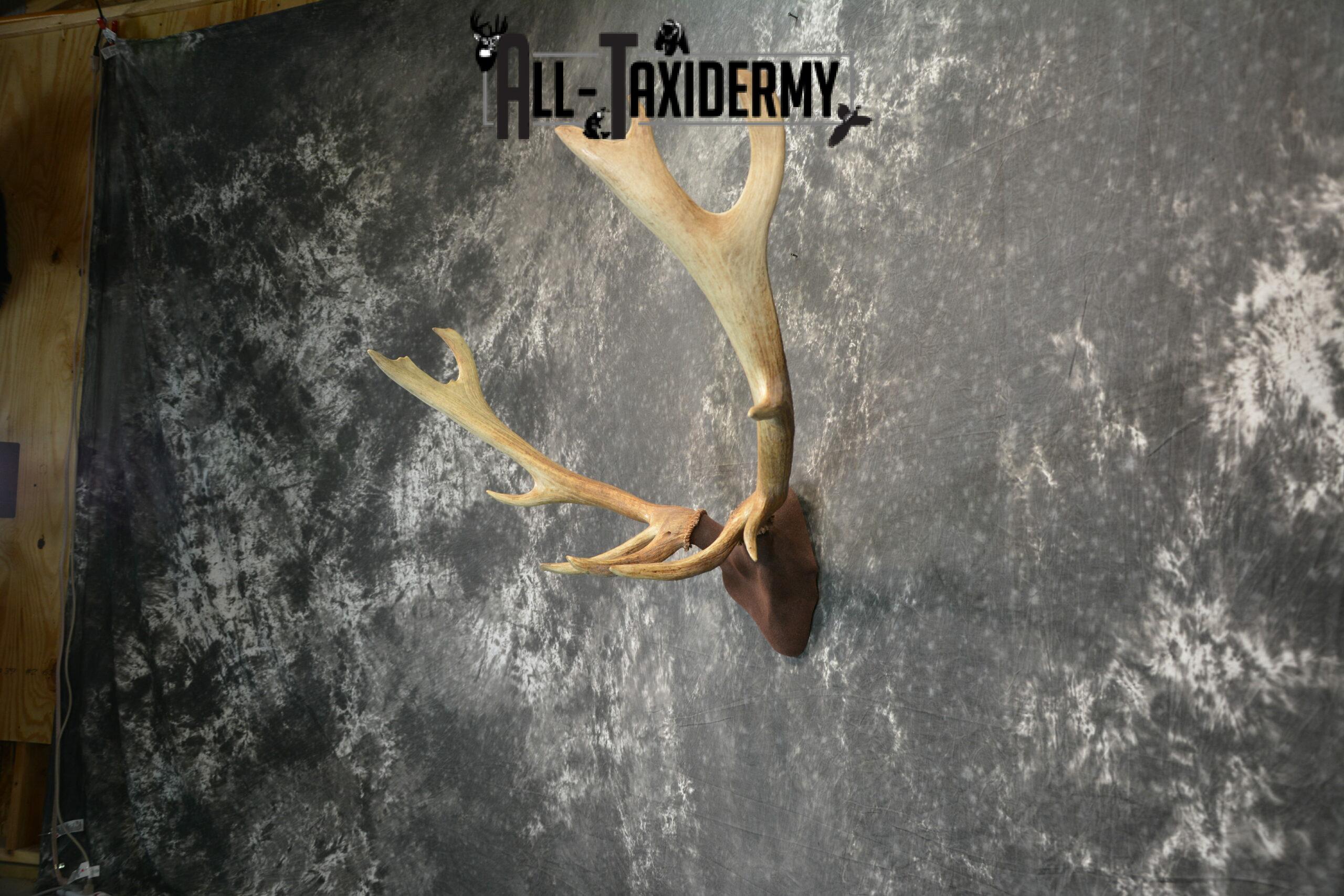 Elk antler base taxidermy mount for sale SKU 1083 - Image 3