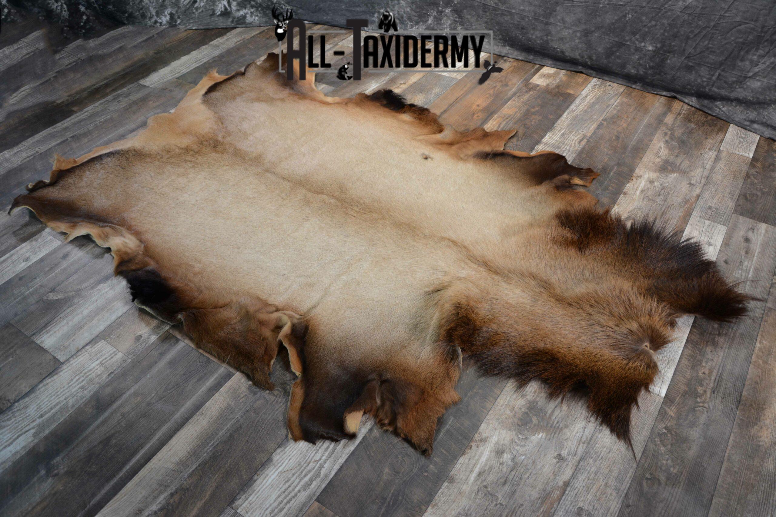 Elk Taxidermy Hide for Sale SKU 1108 - Image 3