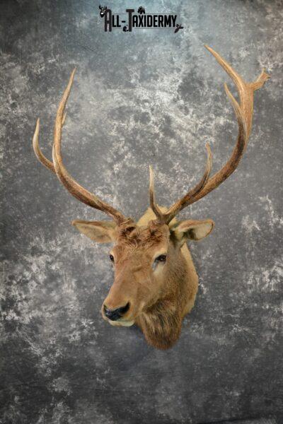 elk wall mount